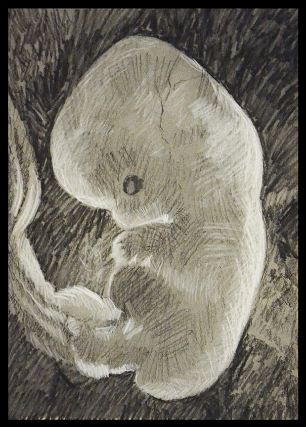 Embryo (2013) - Maurice T. Wagner Click here for photo of a 6-week embryo (by Lennart Nilsson) in the Photographic Timeline of Prenatal Development at Abort73.com.