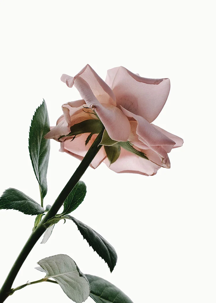 Rose_lowRes.jpg