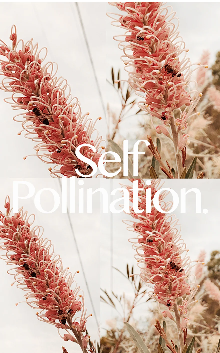 AugustJournal-SelfPollination.jpg