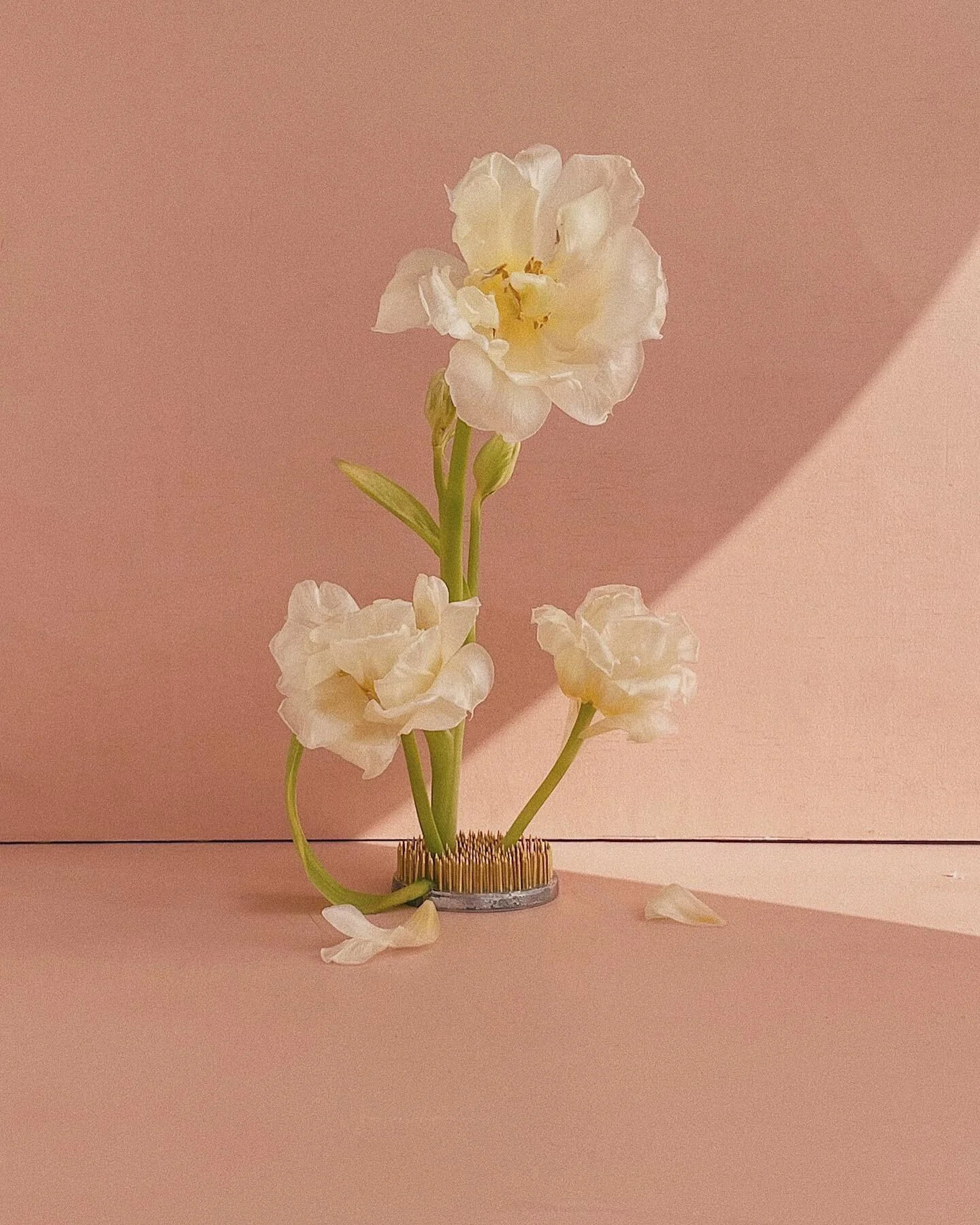 A little 5 minute flower play with some dying tulips 🌷