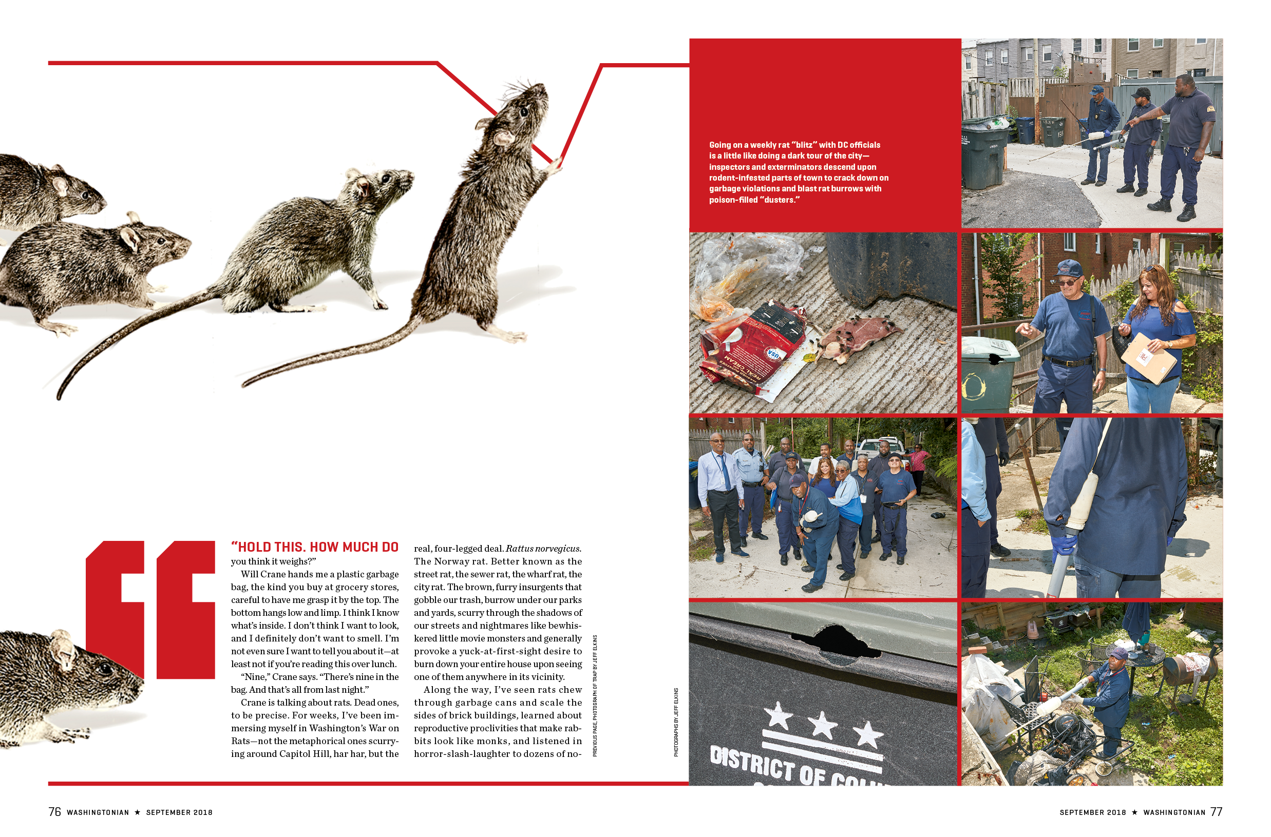 rats2.png