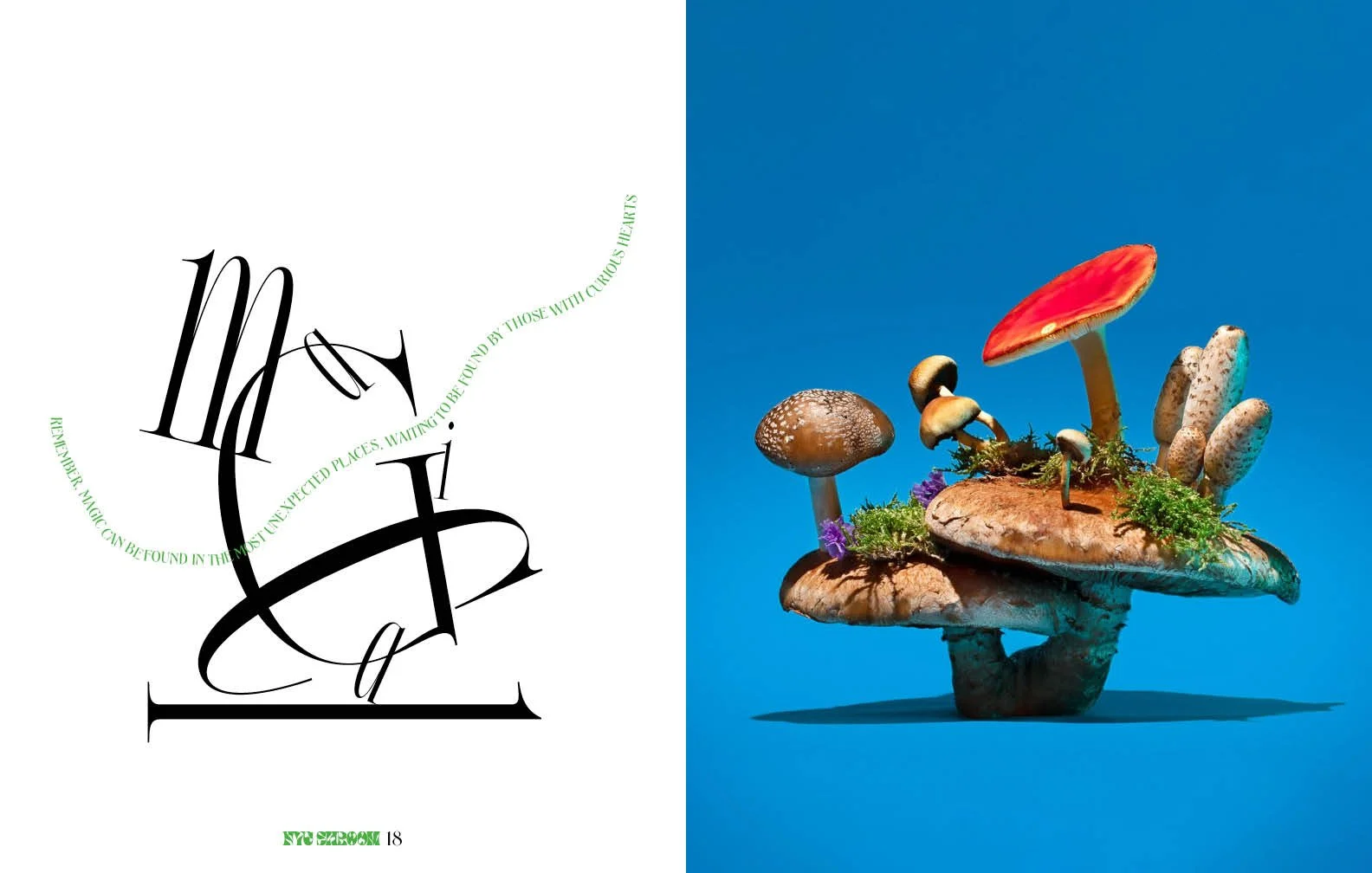 mushroom magazine_rough211.jpg