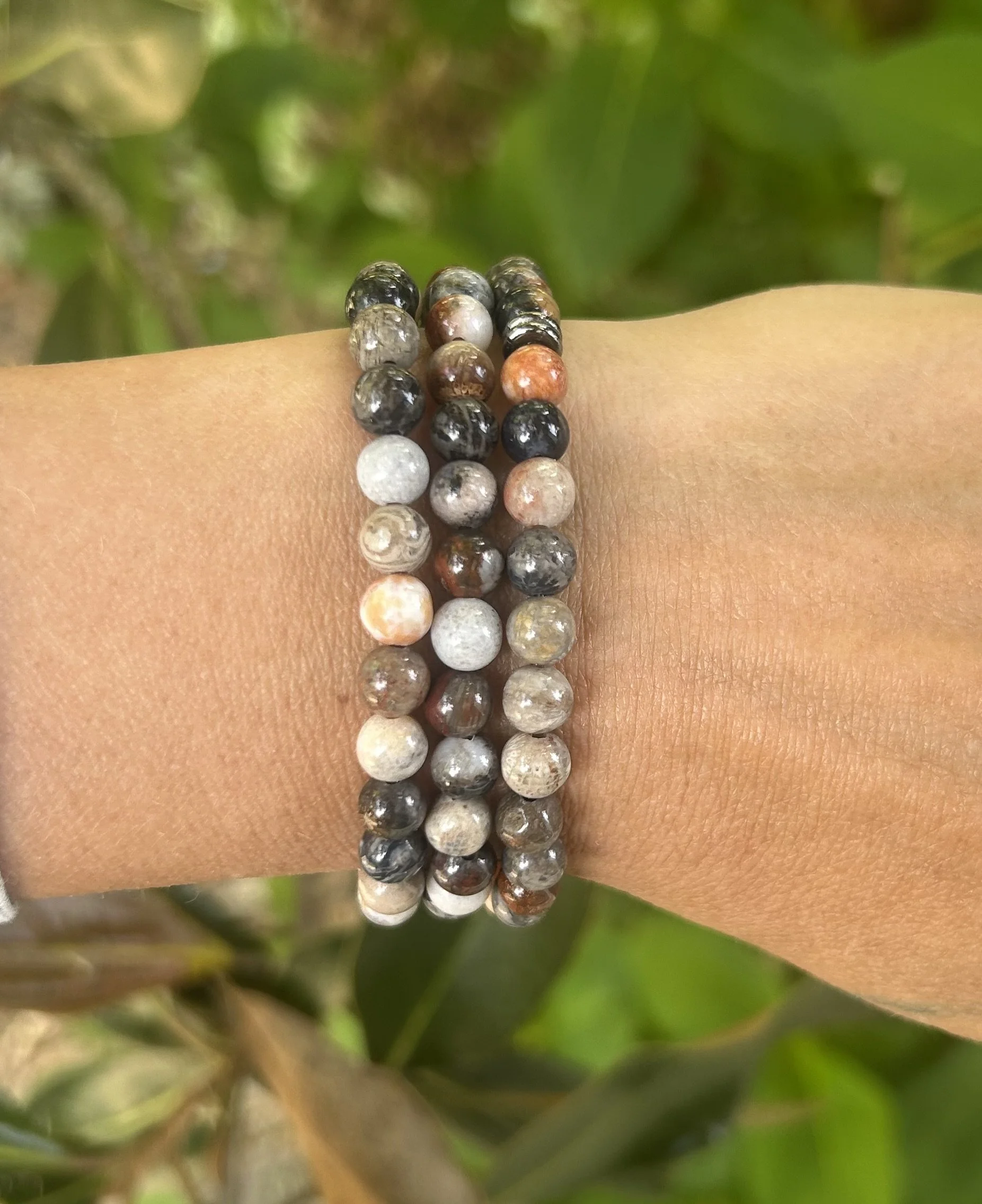 fossil coral zavia.jpg