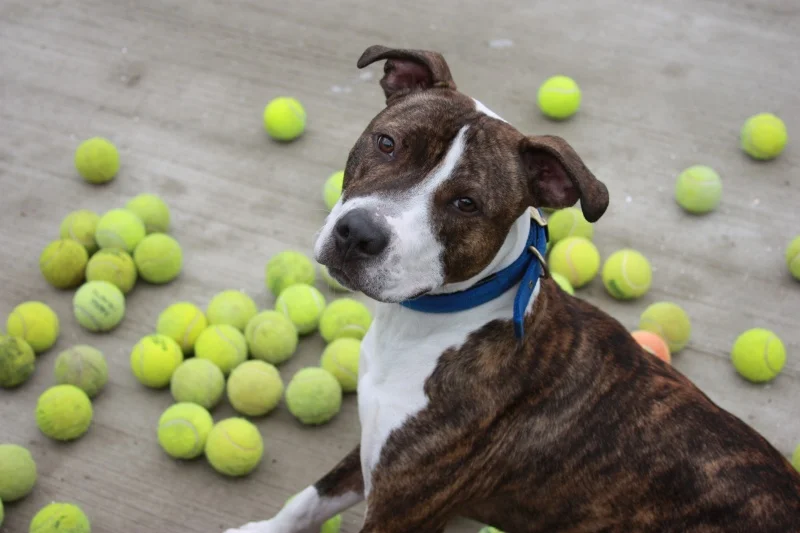 The glorious tennis ball - not just for dogs