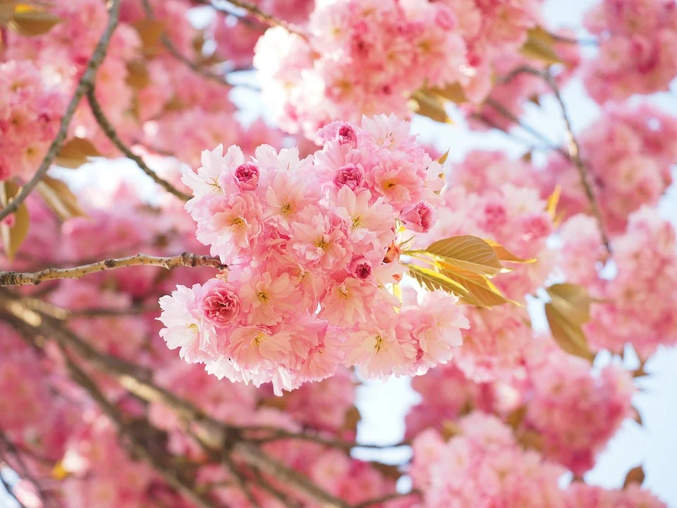 Yoshino’s ambiguous cherry blossoms