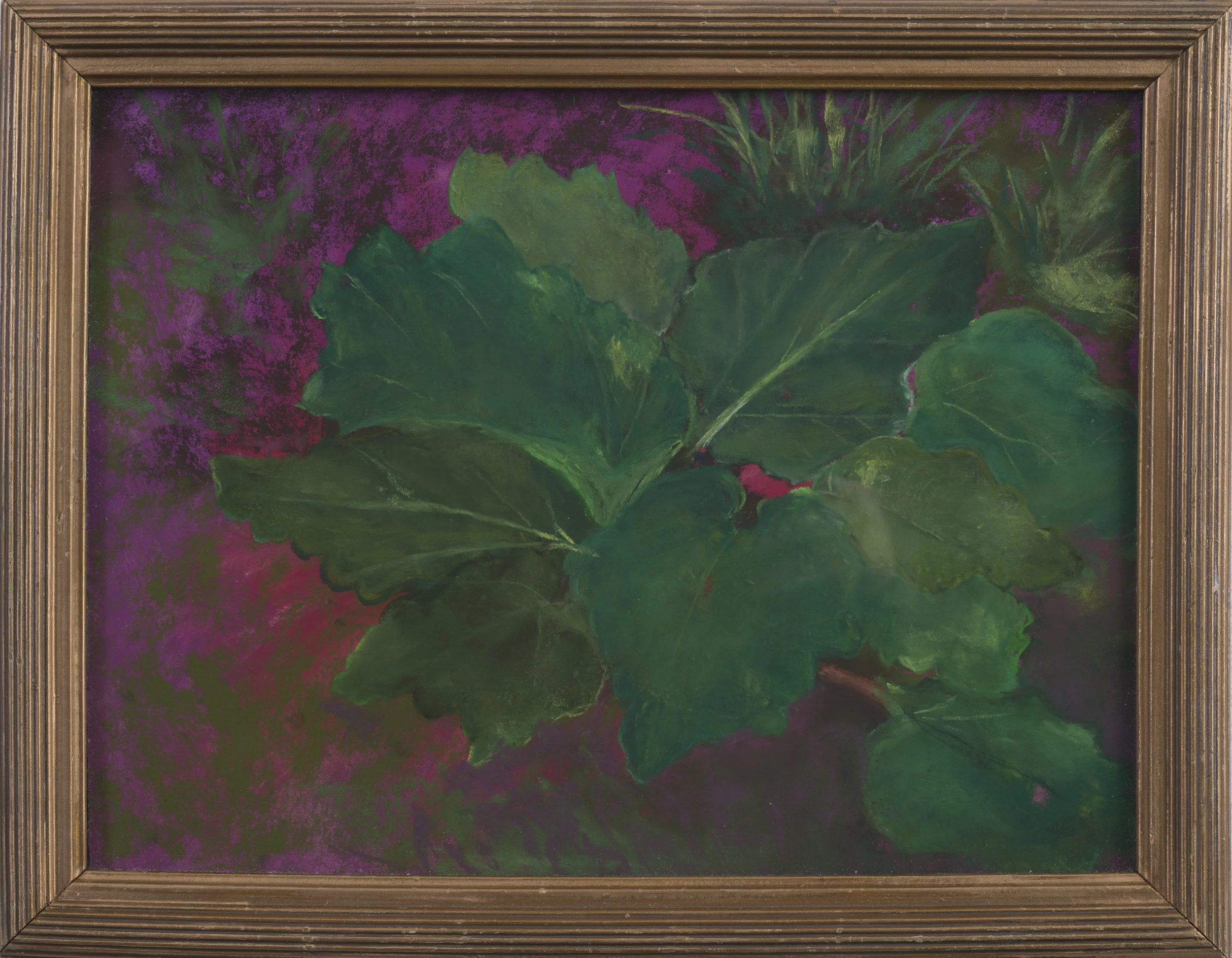 Rhubarb