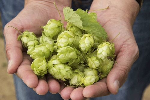 South African hops. *Everything shown here property of AB InBev, including the hands.