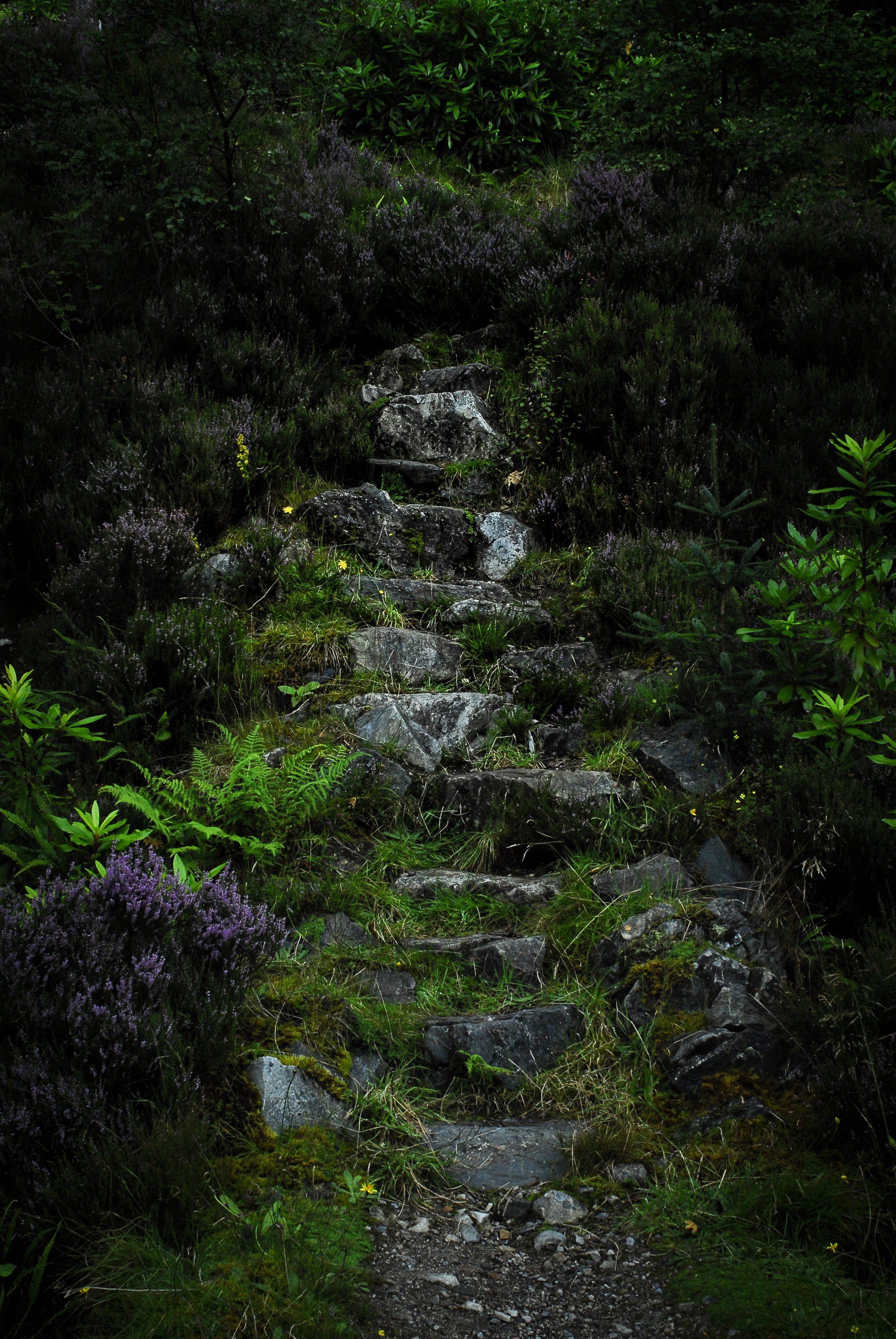 Forest Stair