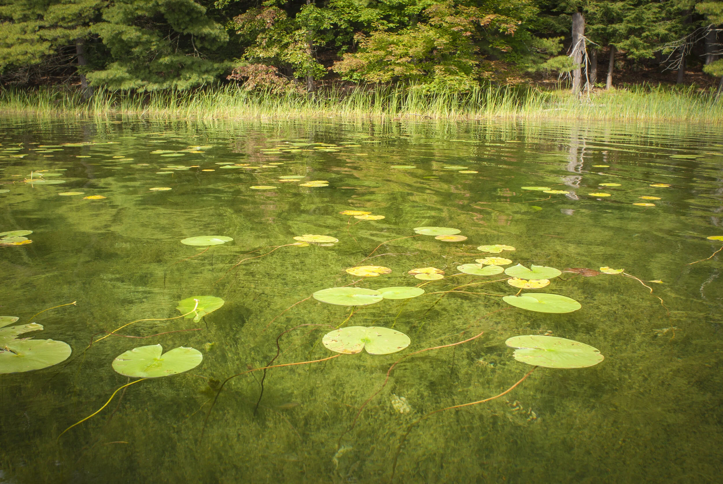 River Lilies
