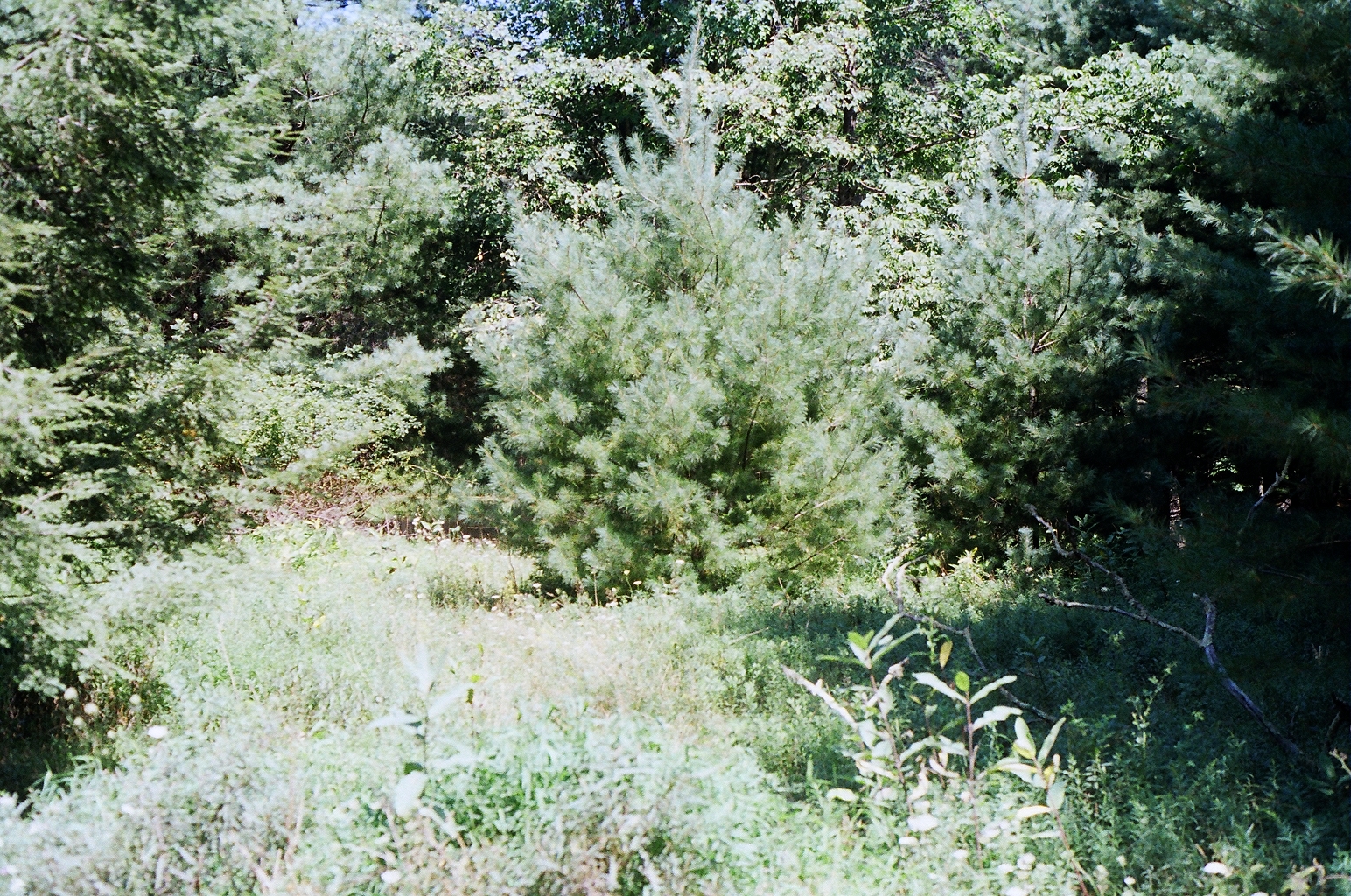 SANCTUARY II