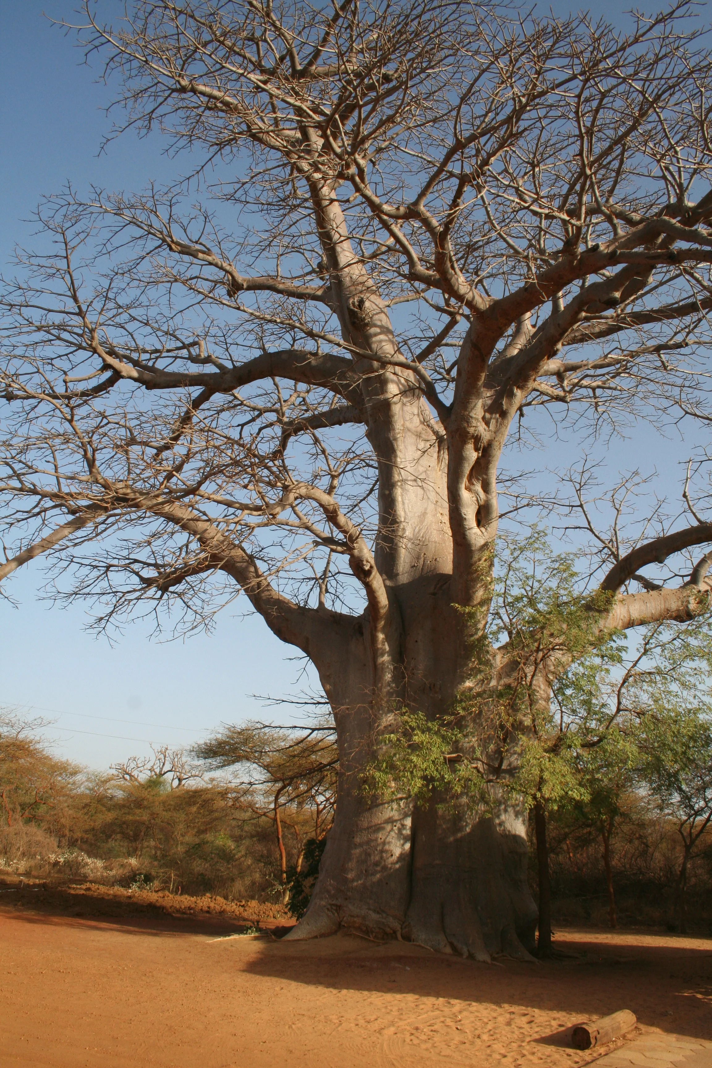  A large baobab tree, the national tree of Senegal.&nbsp; 