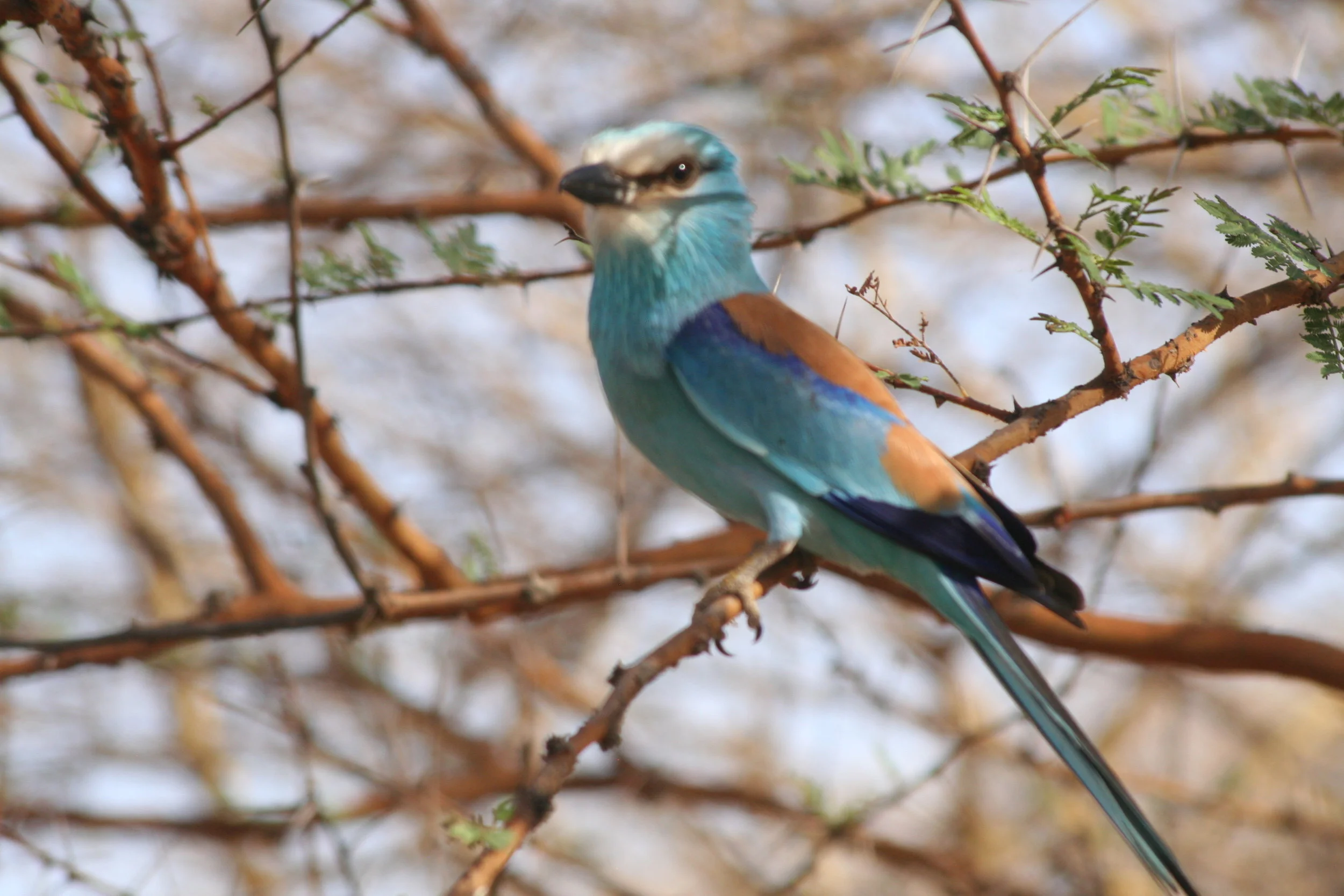  Abyssinian Roller 