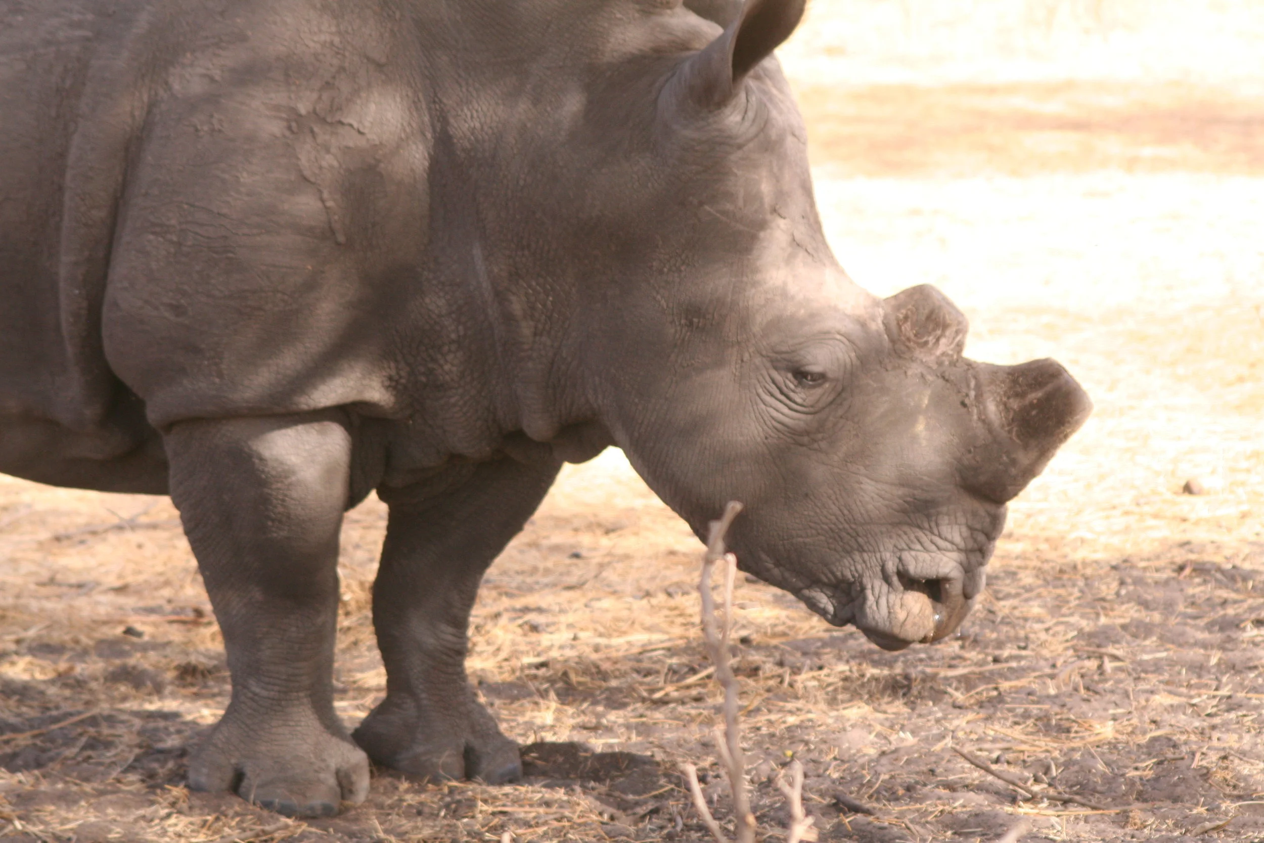  The Reserve has two rhinoceros, a male and a female. Although at the Reserve for over 20 years, they have not mated.&nbsp; When we were there, we saw both, not anywhere near each other. 