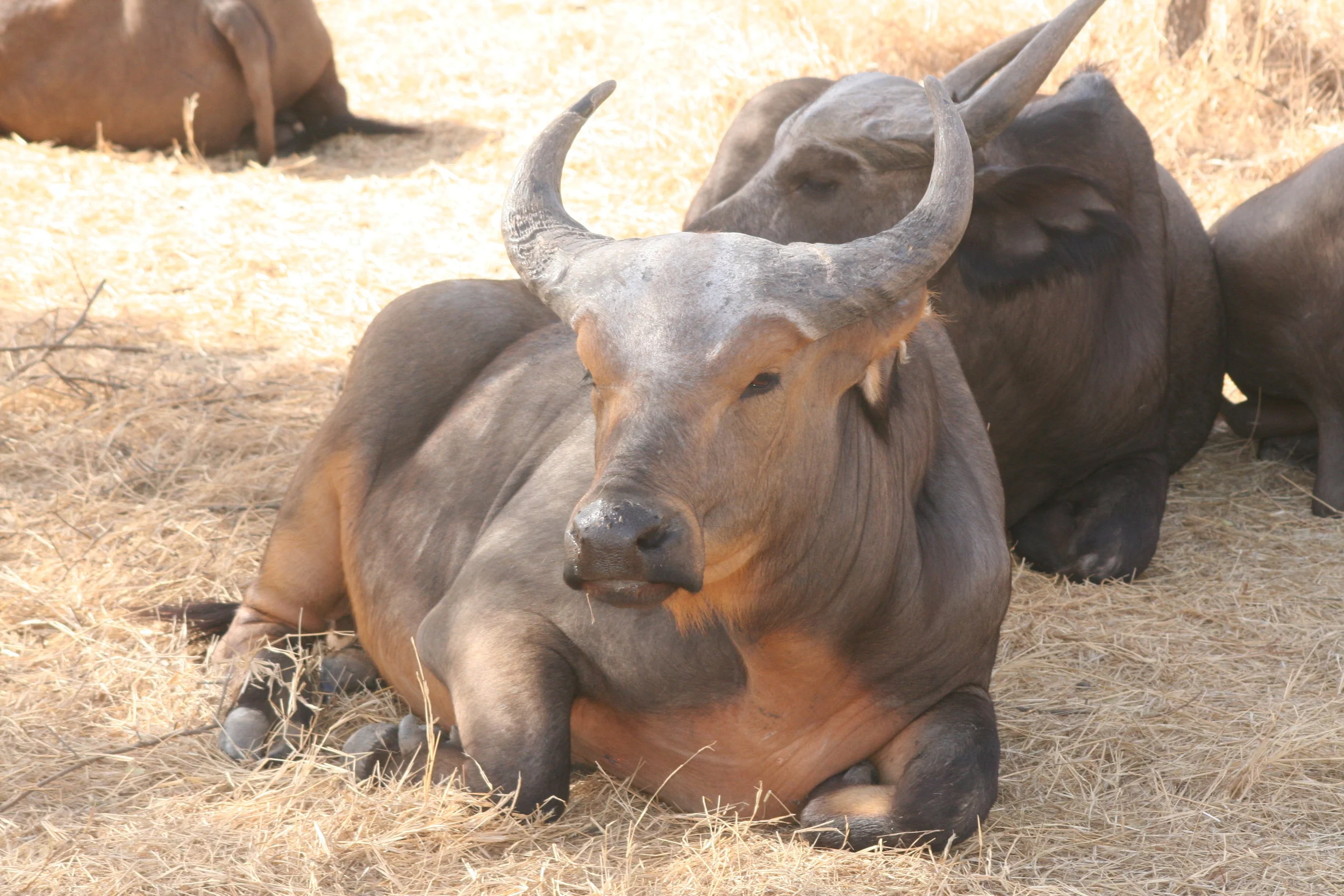  Water buffalo 