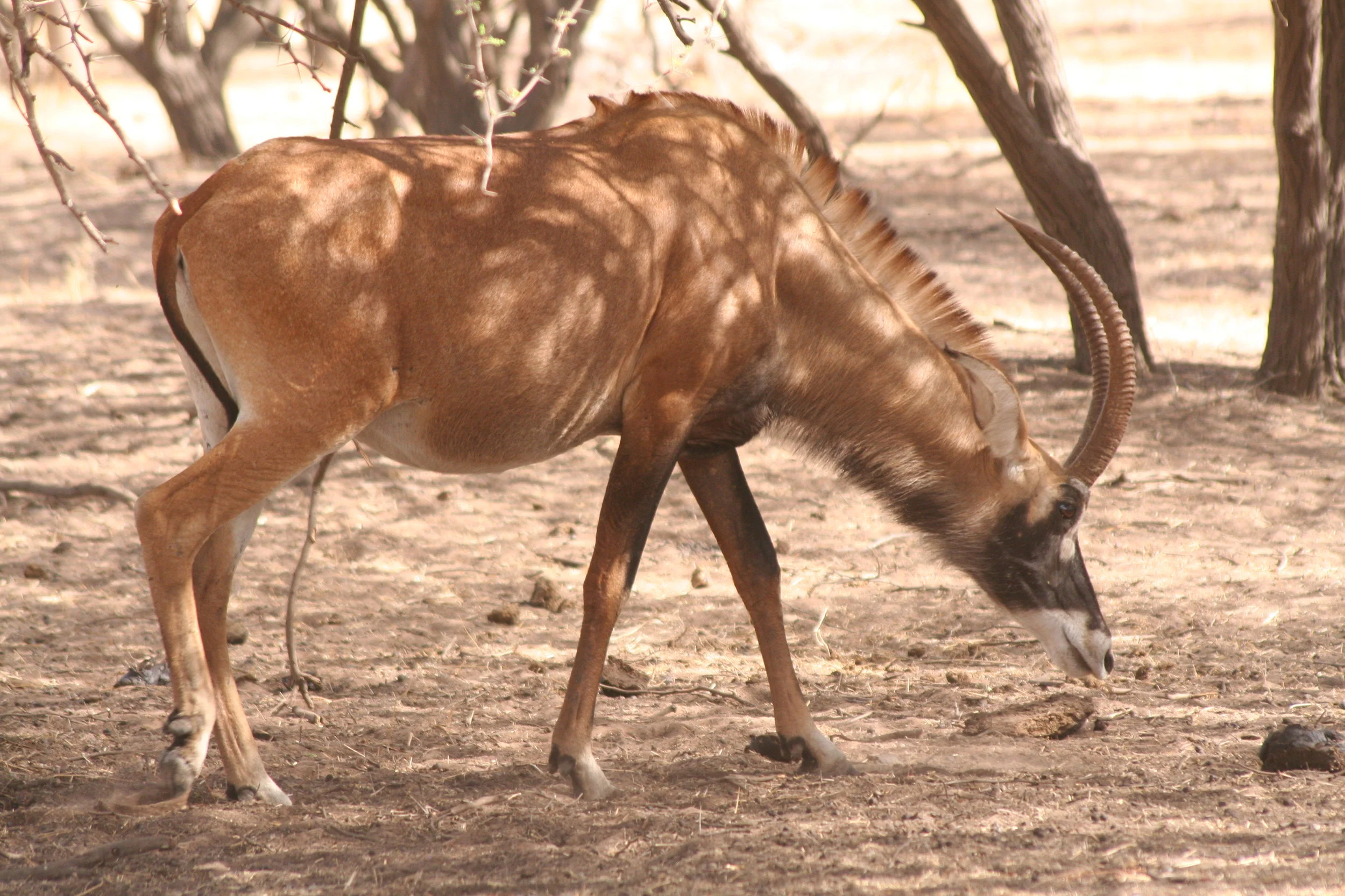  Roan Antelope 
