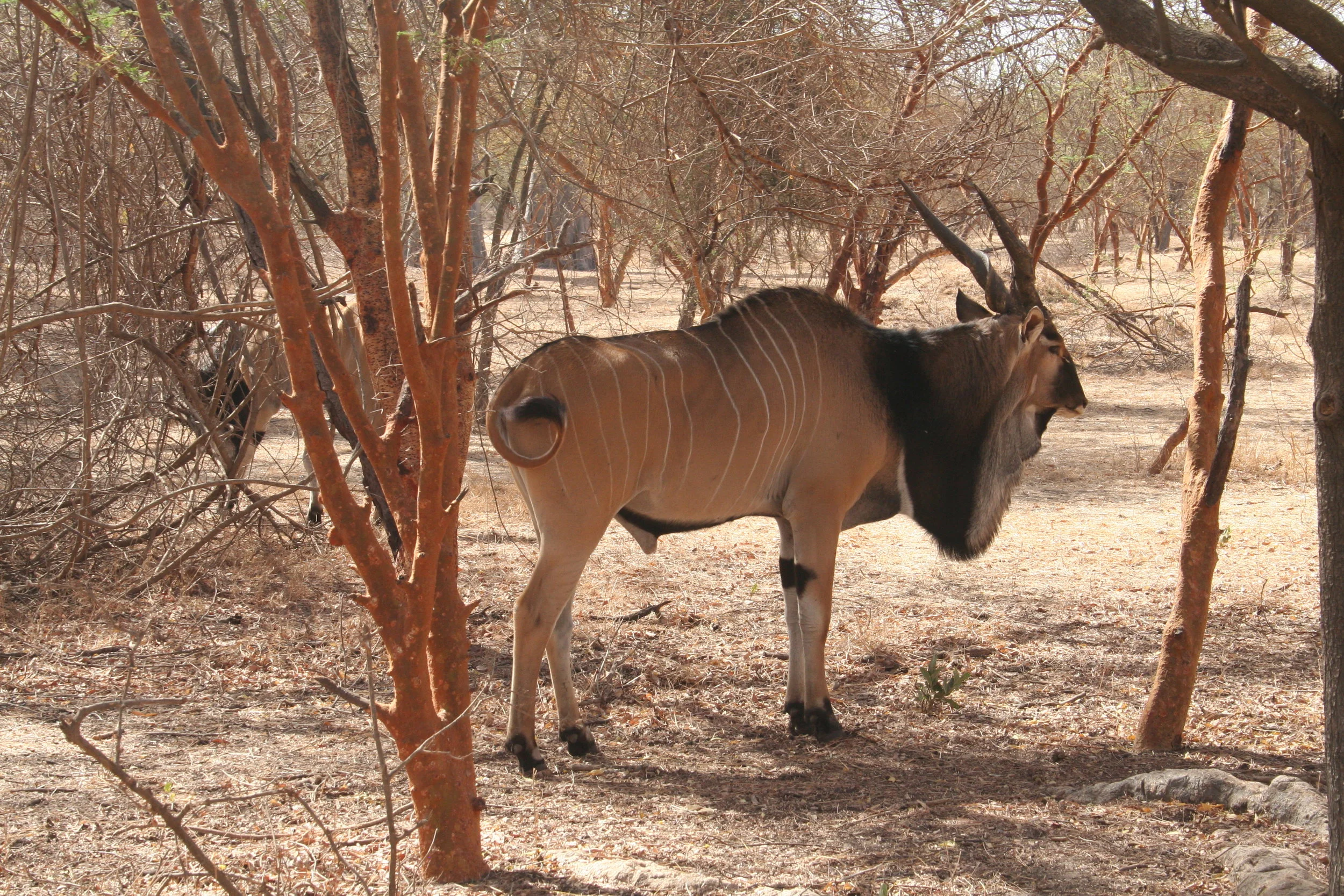  Eland antelope, one of the few animals indigenous to Senegal in the Reserve 
