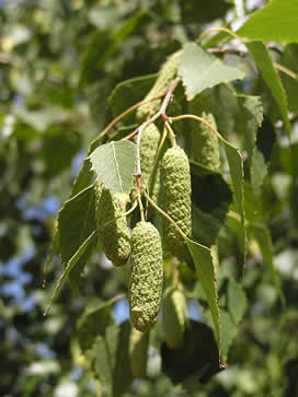 Birch- Betula lenta - 12ml