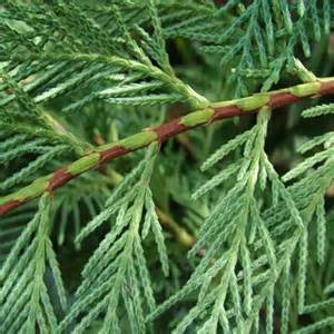Cypress - Cupressus sempervirens - 12ml