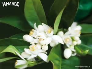 Neroli - Citrus aurantium - 2ml
