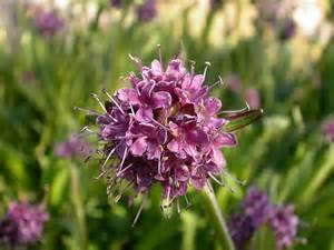 Spikenard - Nardostachys jatamanas - 5ml