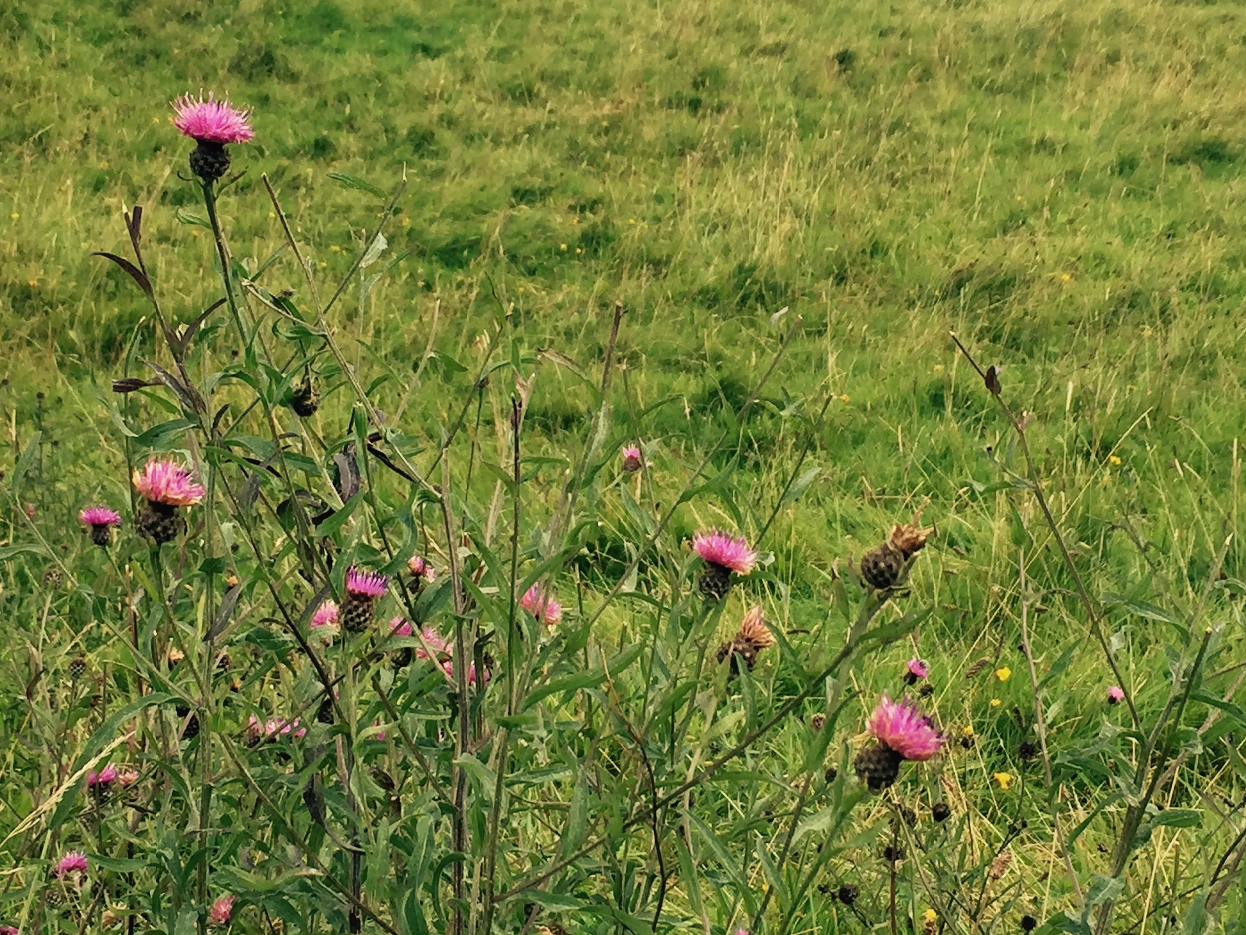 FullSizeRender (1).jpg