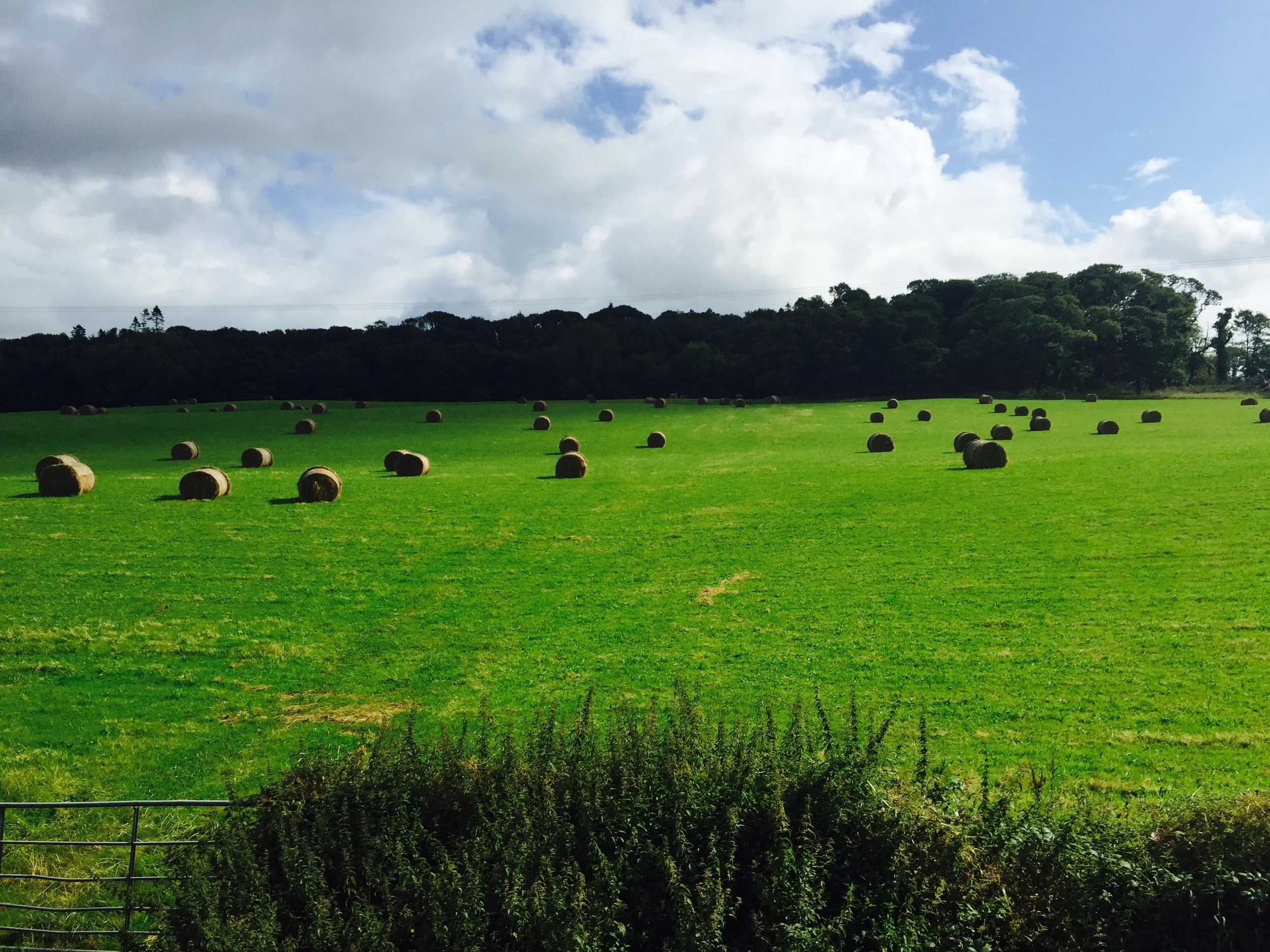 FullSizeRender (3).jpg