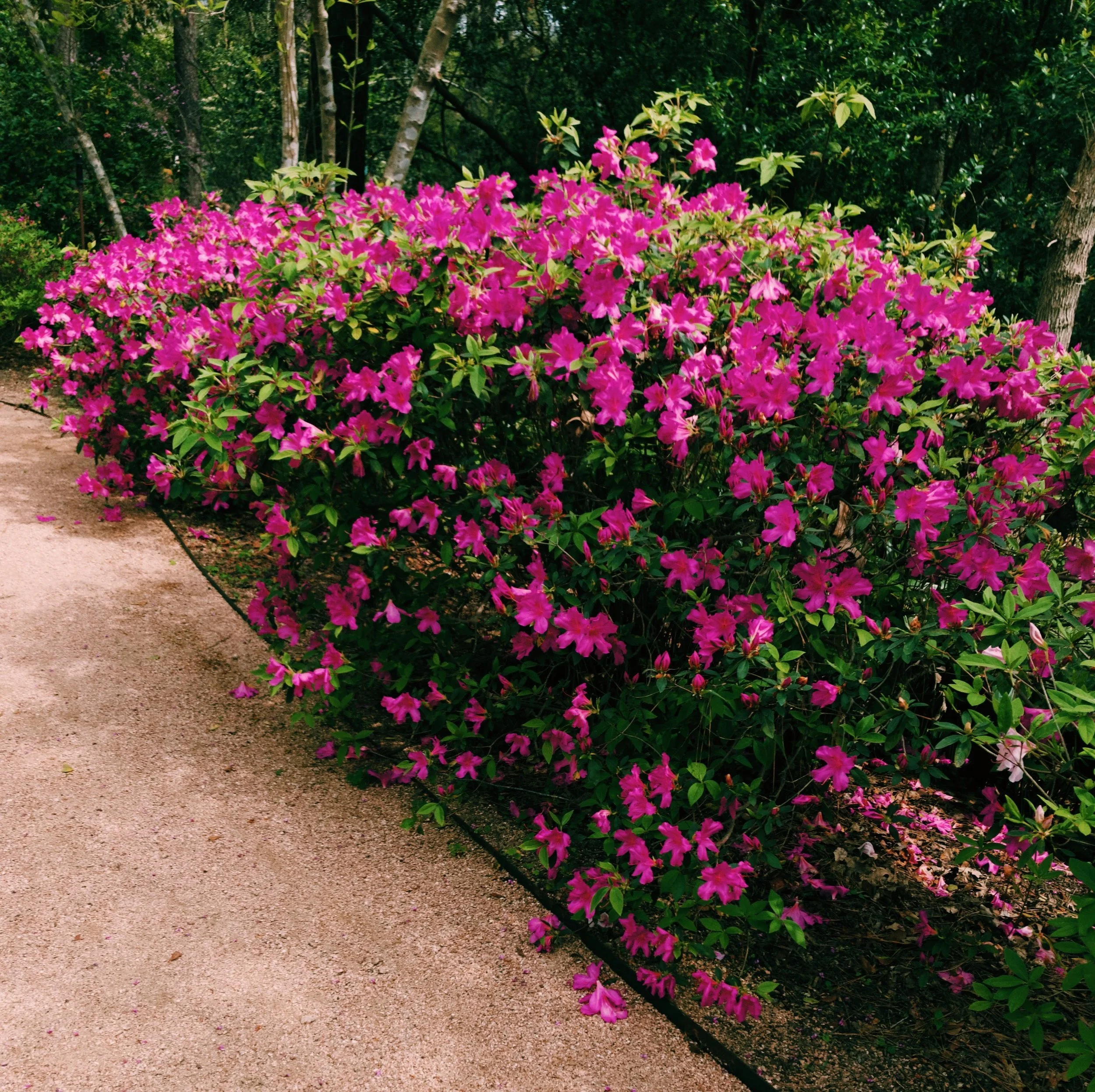 Three Heel Clicks - Field of Flowers (9).jpg