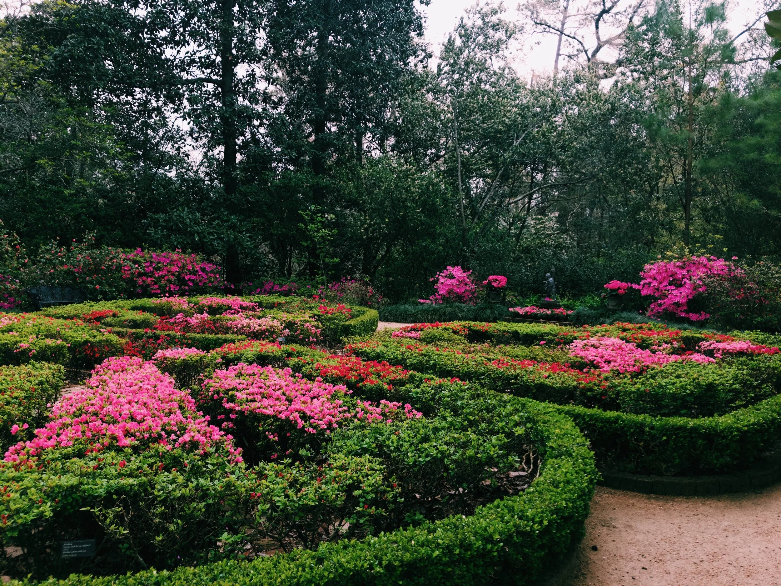Three Heel Clicks - Field of Flowers (1).jpg