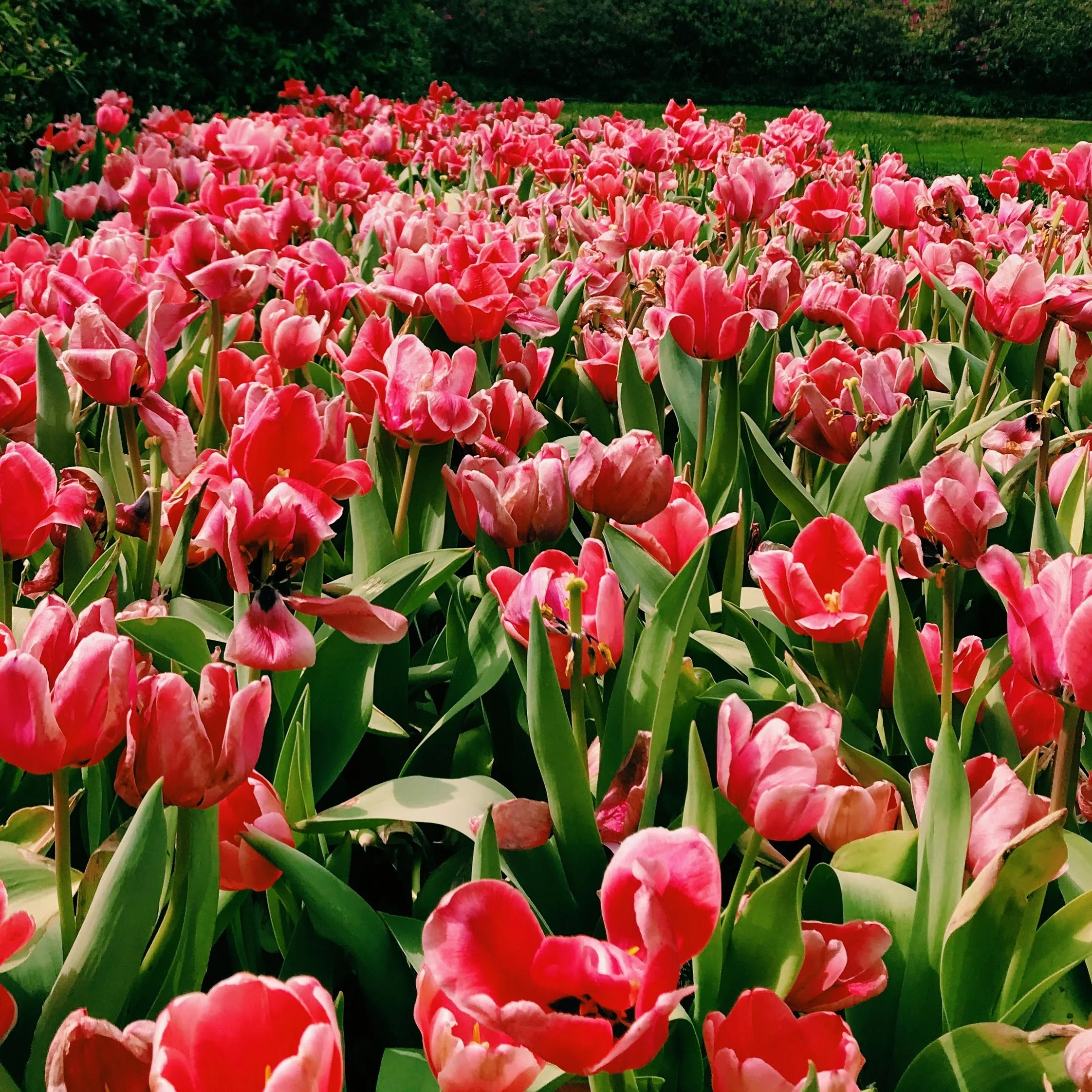Three Heel Clicks - Field of Flowers (21).jpg