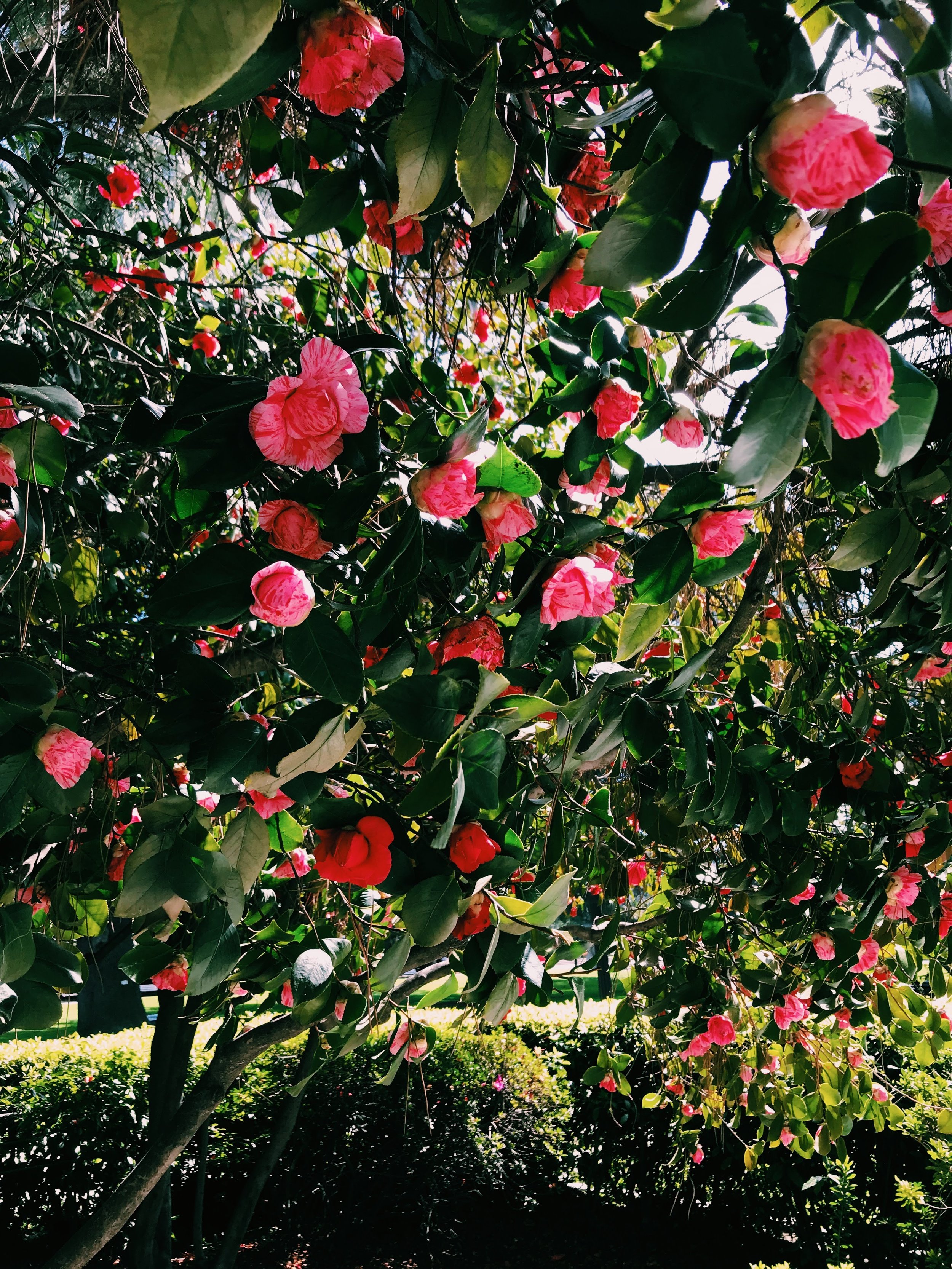 Three Heel Clicks - Spring Blooms in Sacramento's State Capitol Park (3).jpg