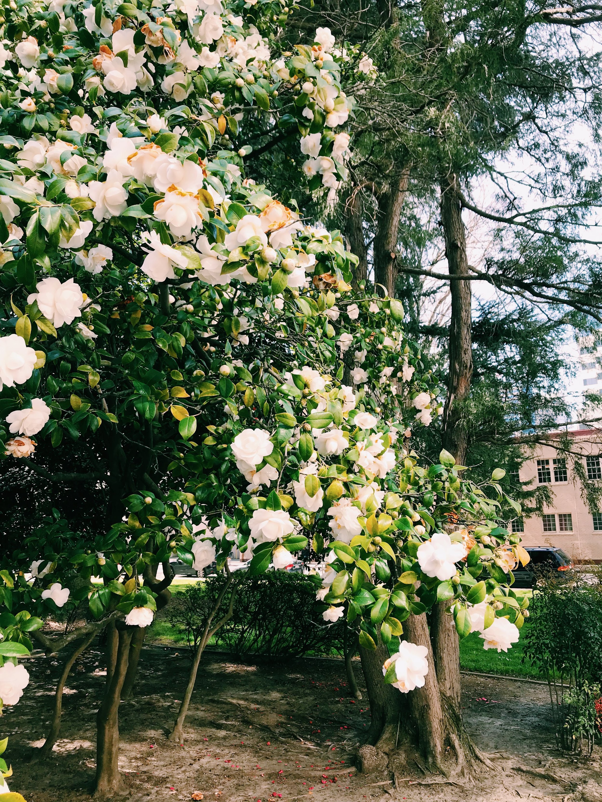 Three Heel Clicks - Spring Blooms in Sacramento's State Capitol Park (19).jpg