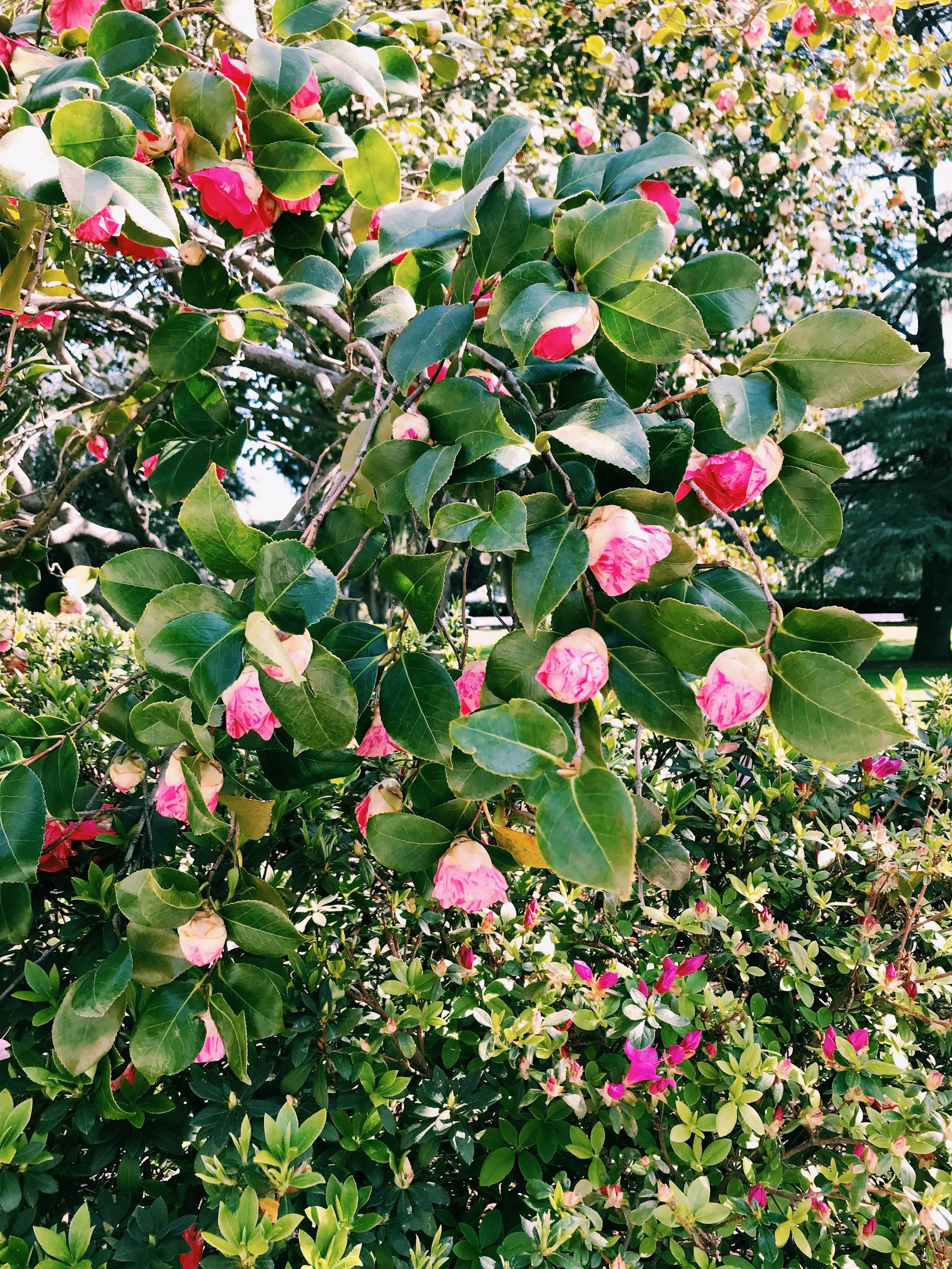 Three Heel Clicks - Spring Blooms in Sacramento's State Capitol Park (11).jpg