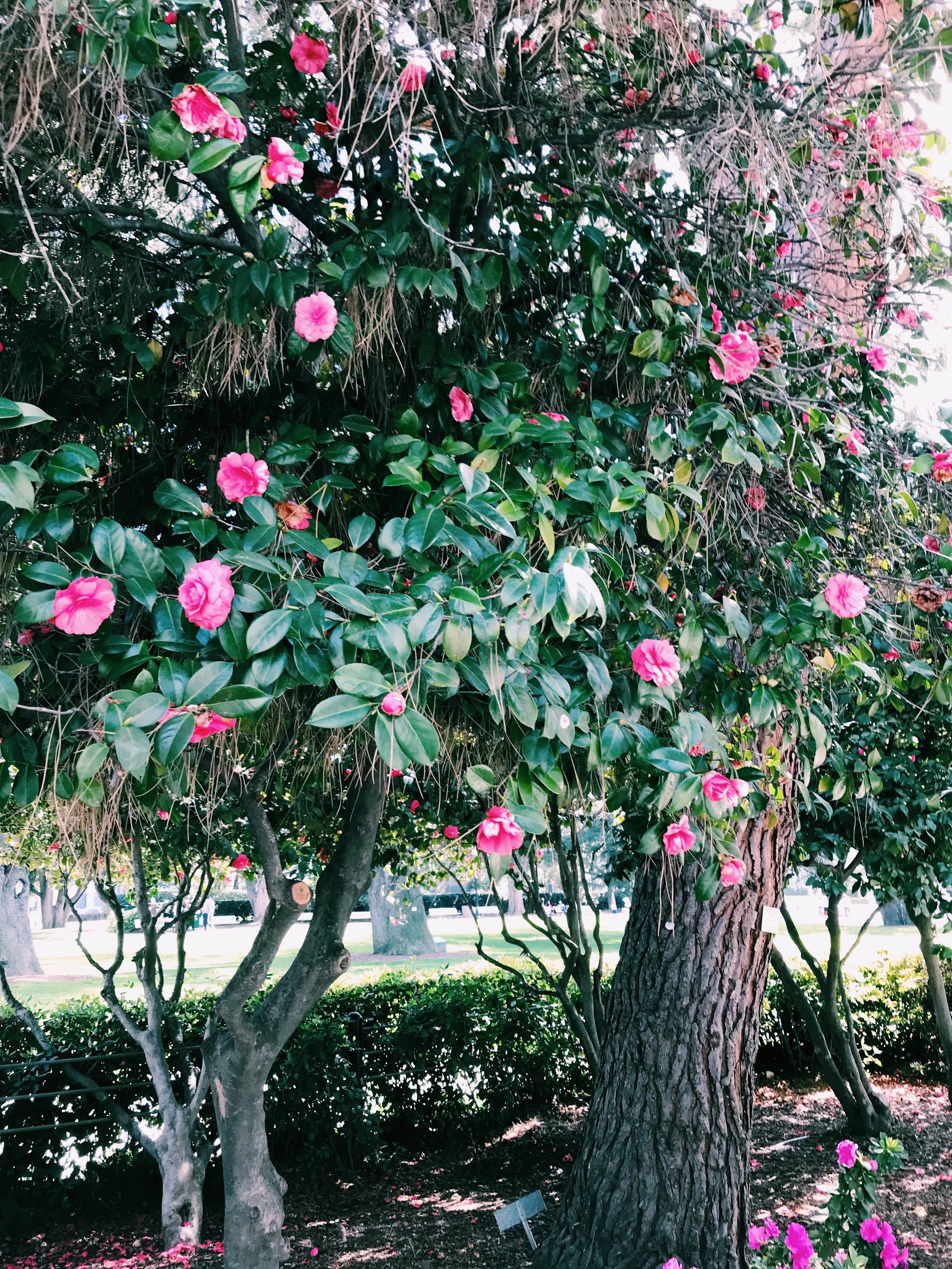 Three Heel Clicks - Spring Blooms in Sacramento's State Capitol Park (1).jpg