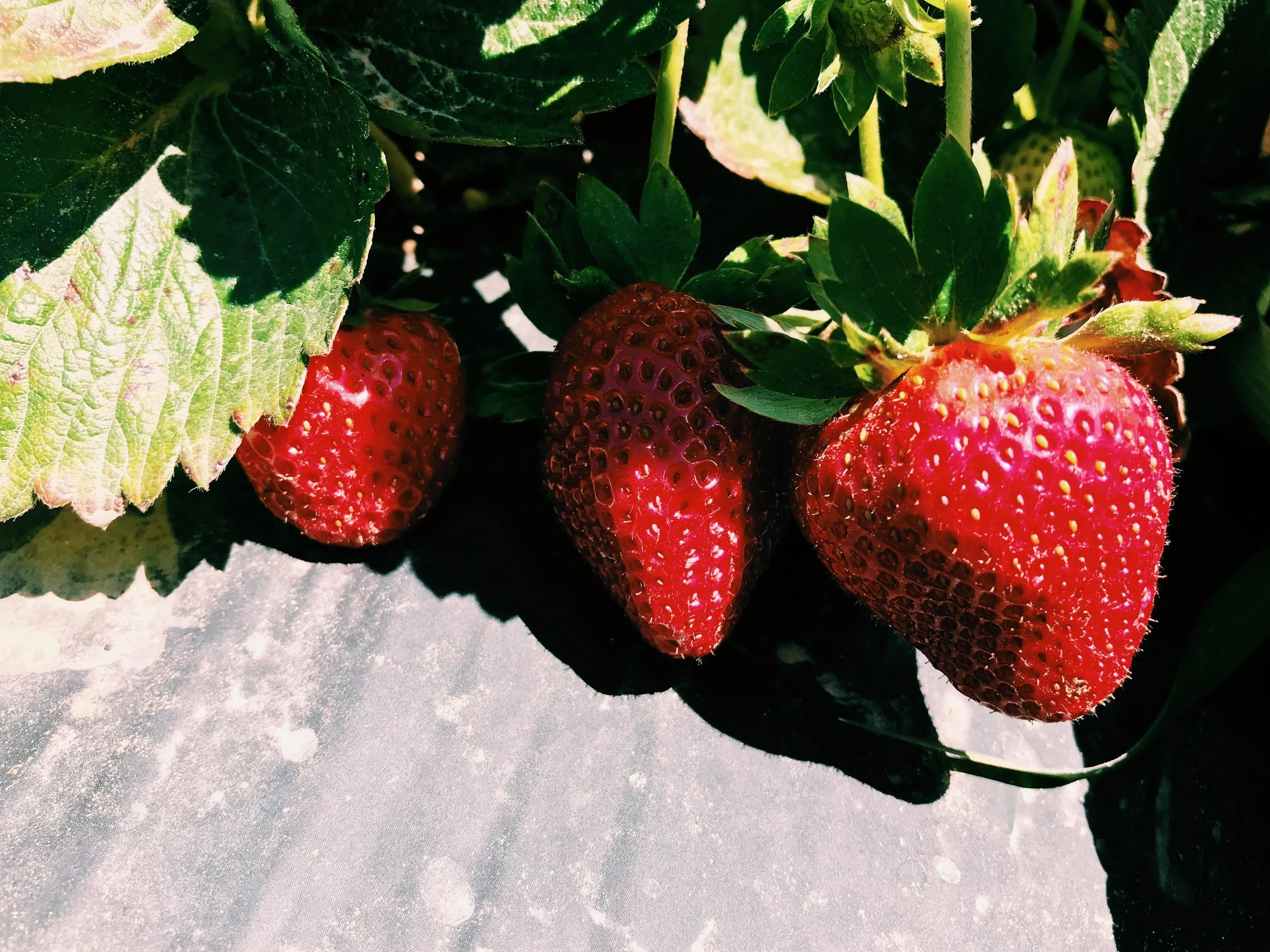 Three Heel Clicks - Strawberry Picking at Atkinson's Farms (14).jpg