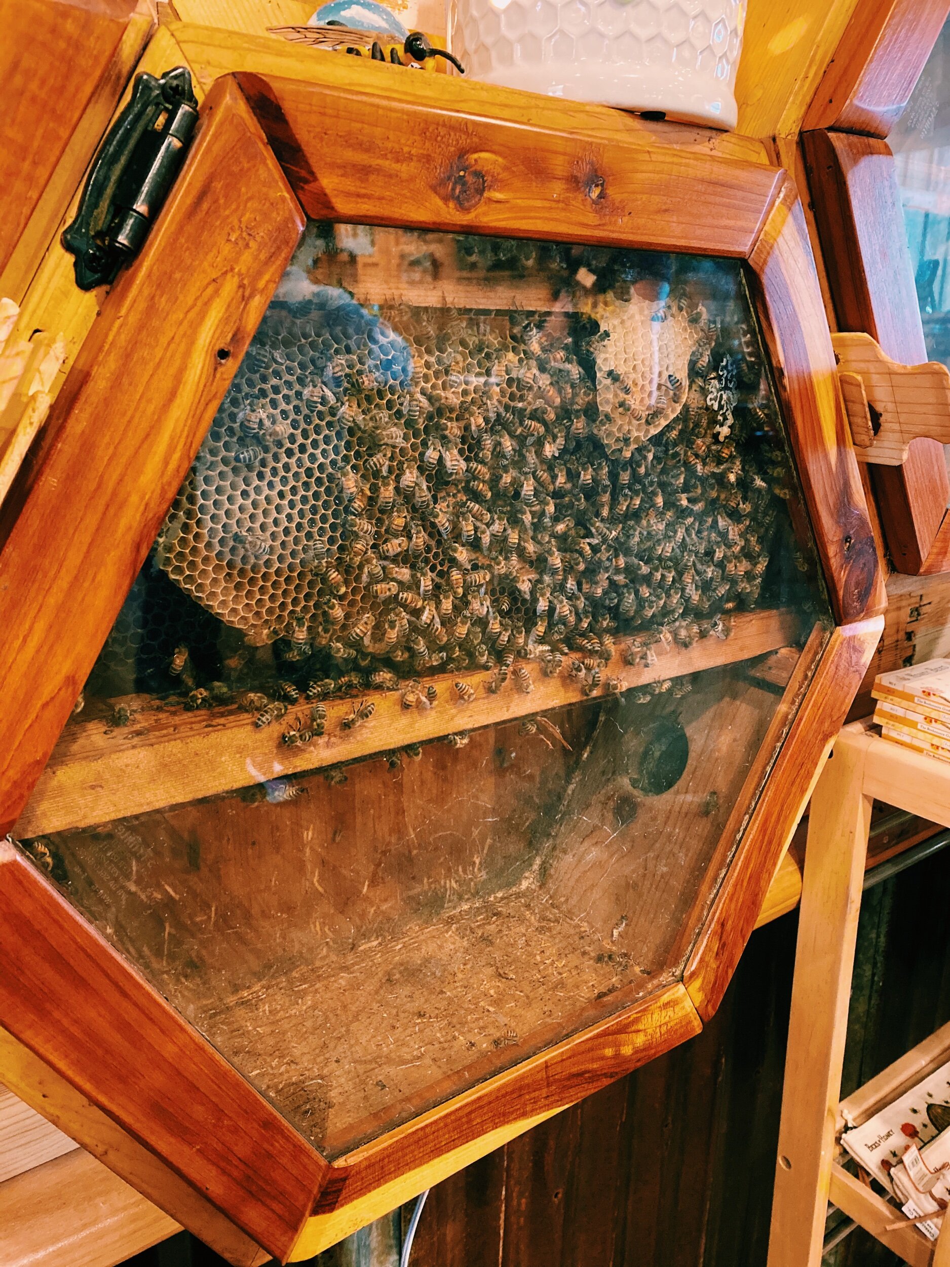 Three Heel Clicks - Bee Weaver Farm