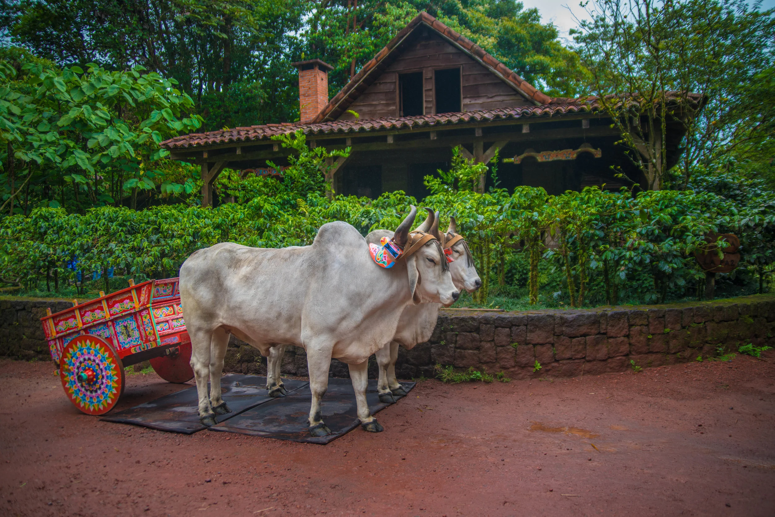 33592456161_eb39bb449c_o.jpg