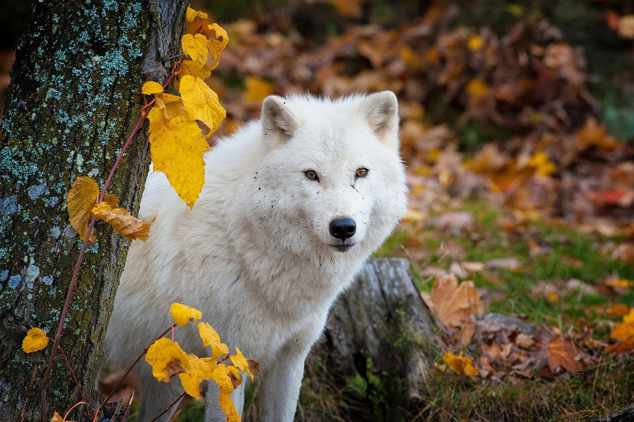 _DSC5160-Edit(1).jpg