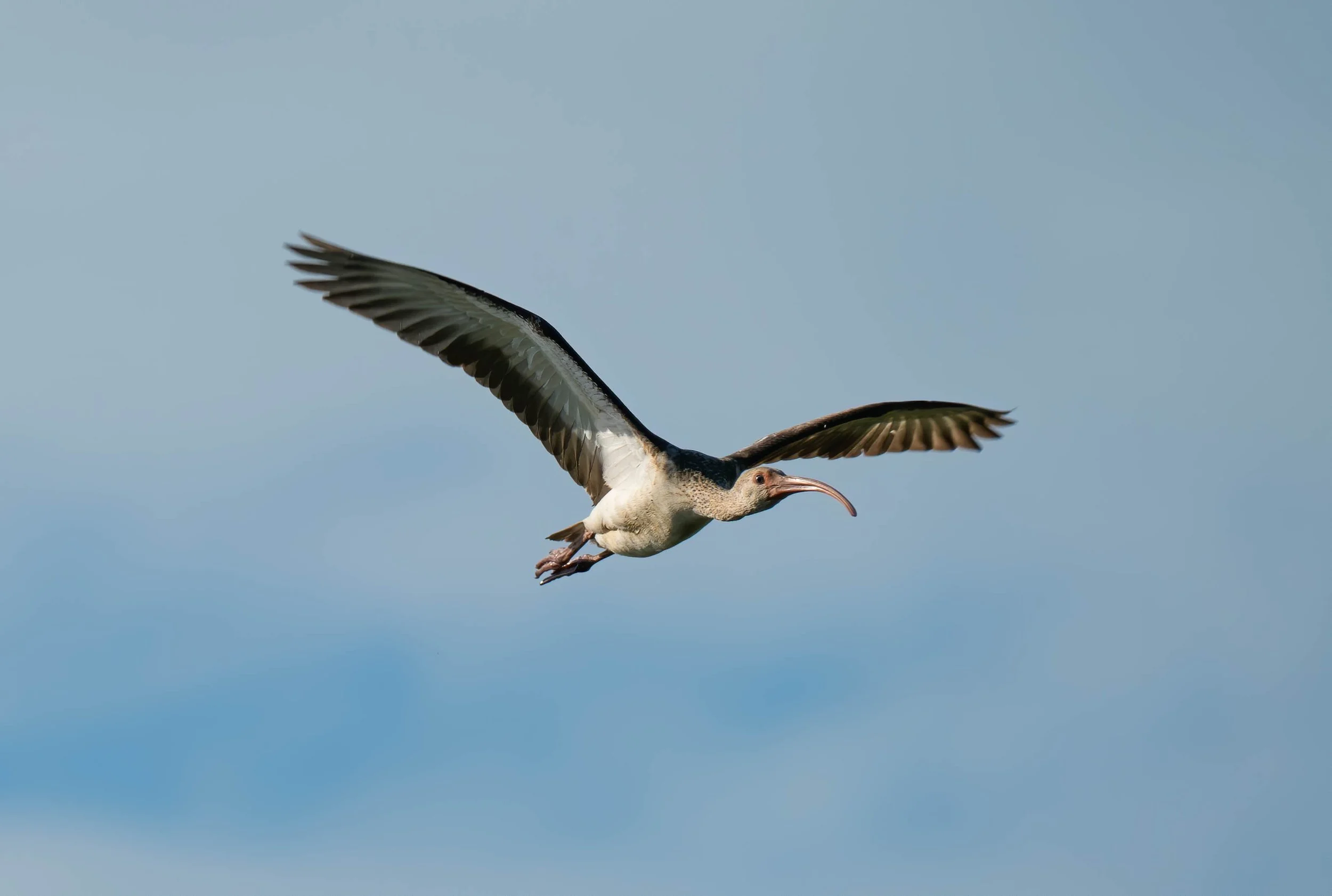 SA908942-Edit.jpg