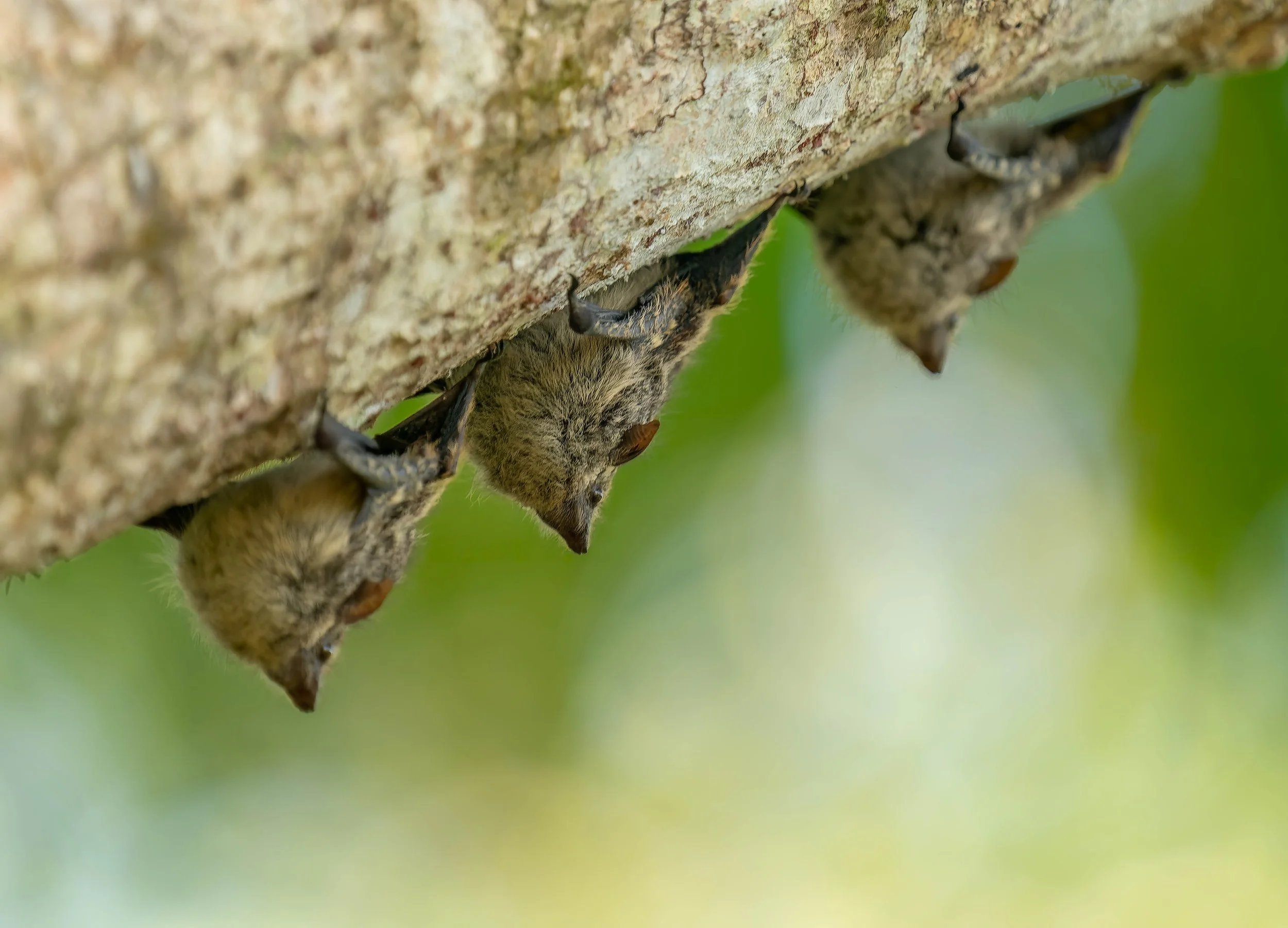 SA906184-ARW_DxO_DeepPRIME-Edit-Edit.jpg