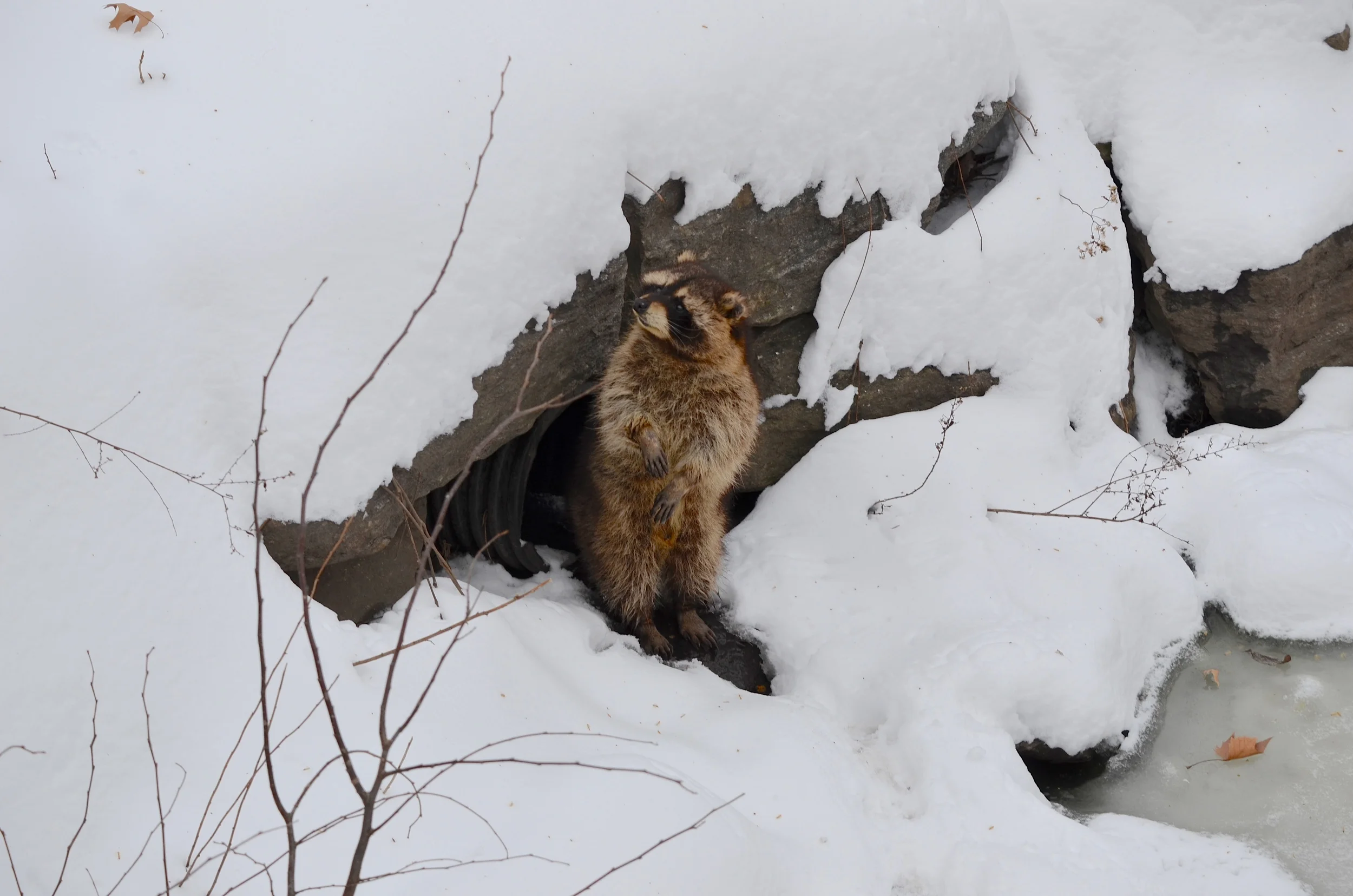 DSC_5324.JPG