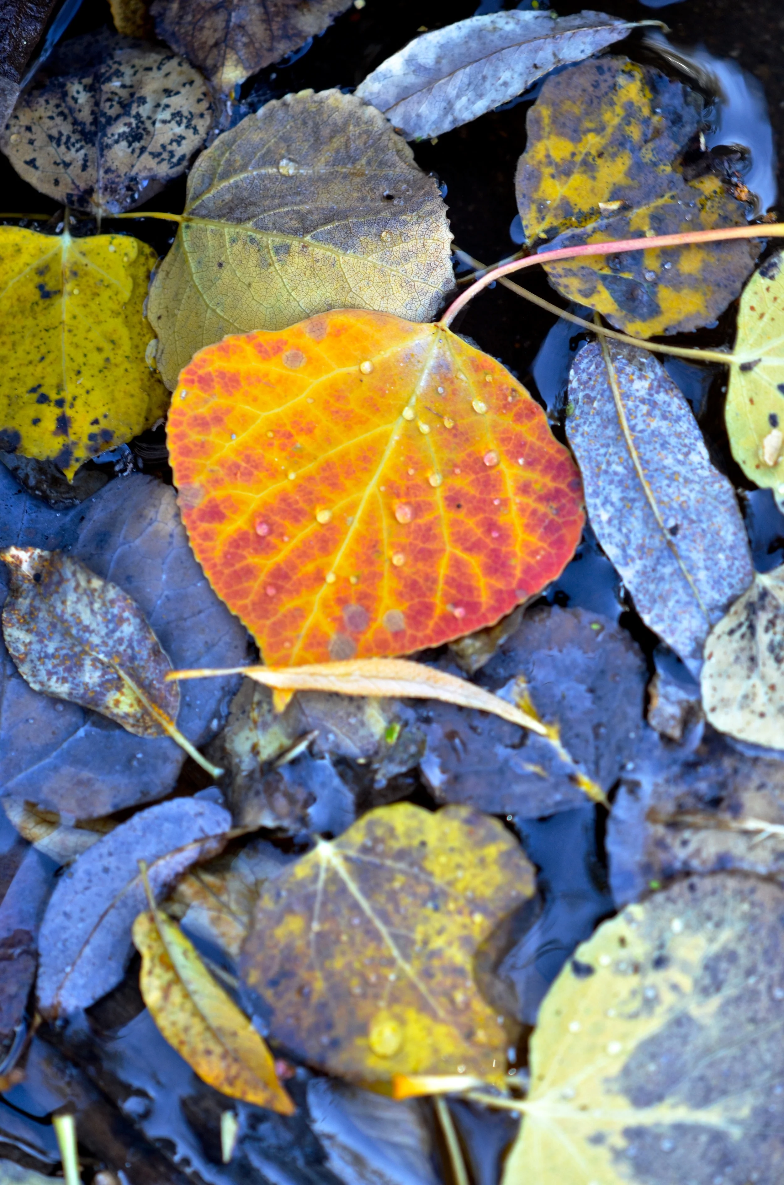 DSC_9581.JPG