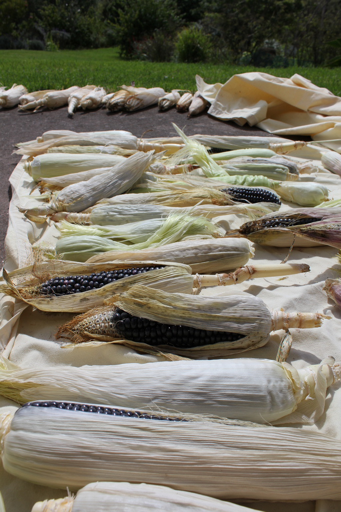 Slow-drying corn on the porch