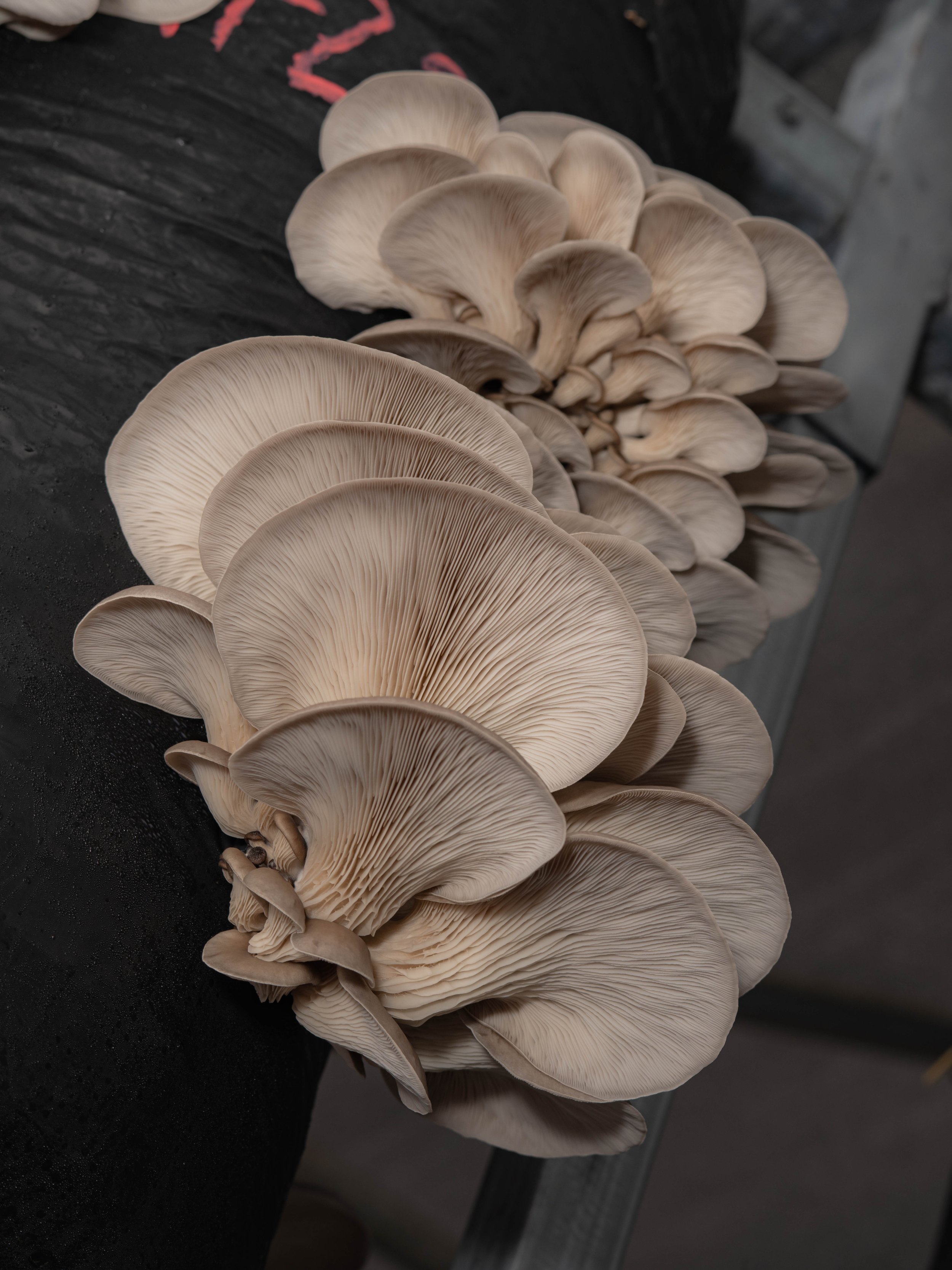 1238548-wk-grow-mushrooms-final-27.jpg