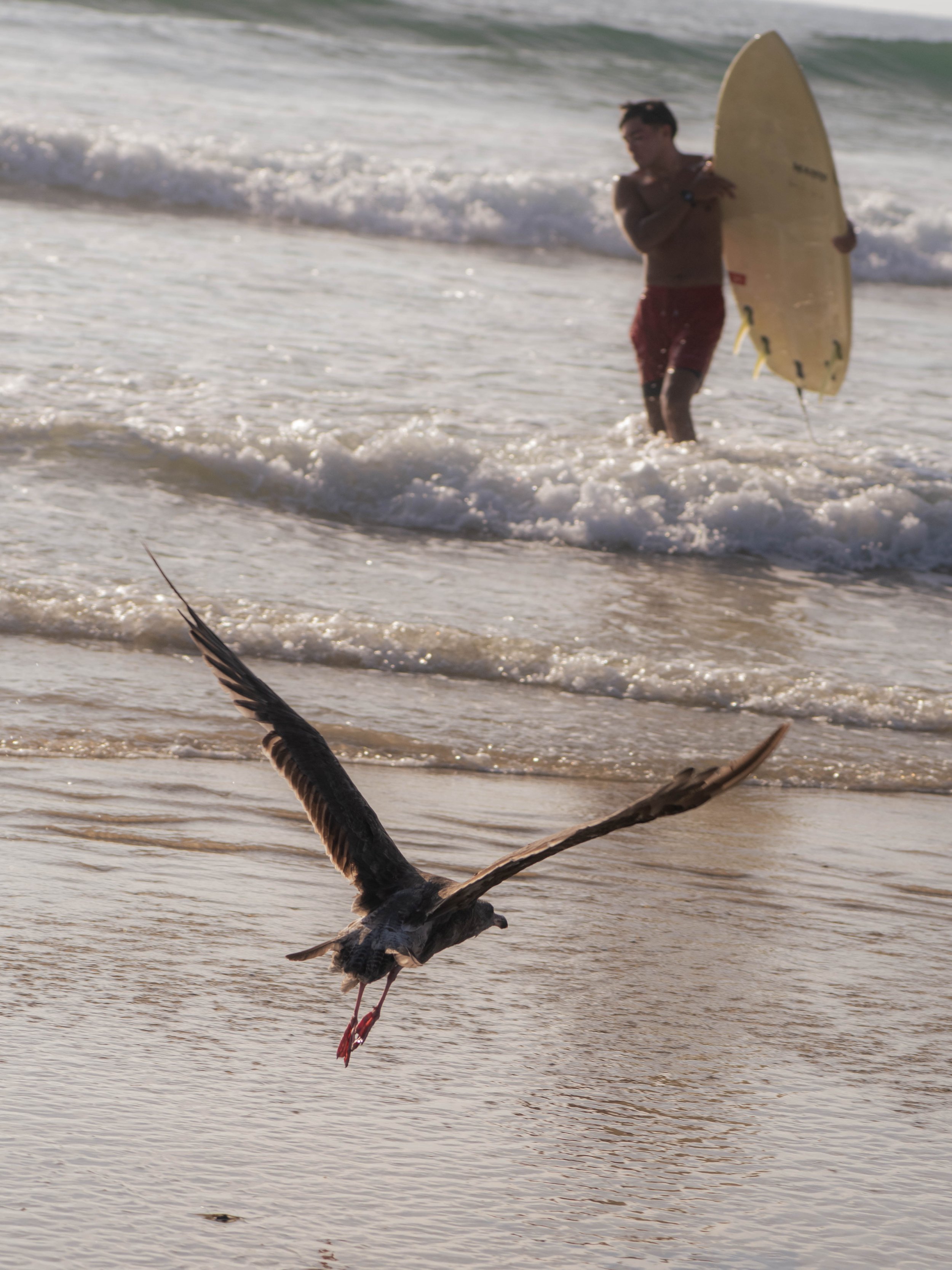 1464864-wk-50-best-beaches-la-jolla-shores-4.JPG