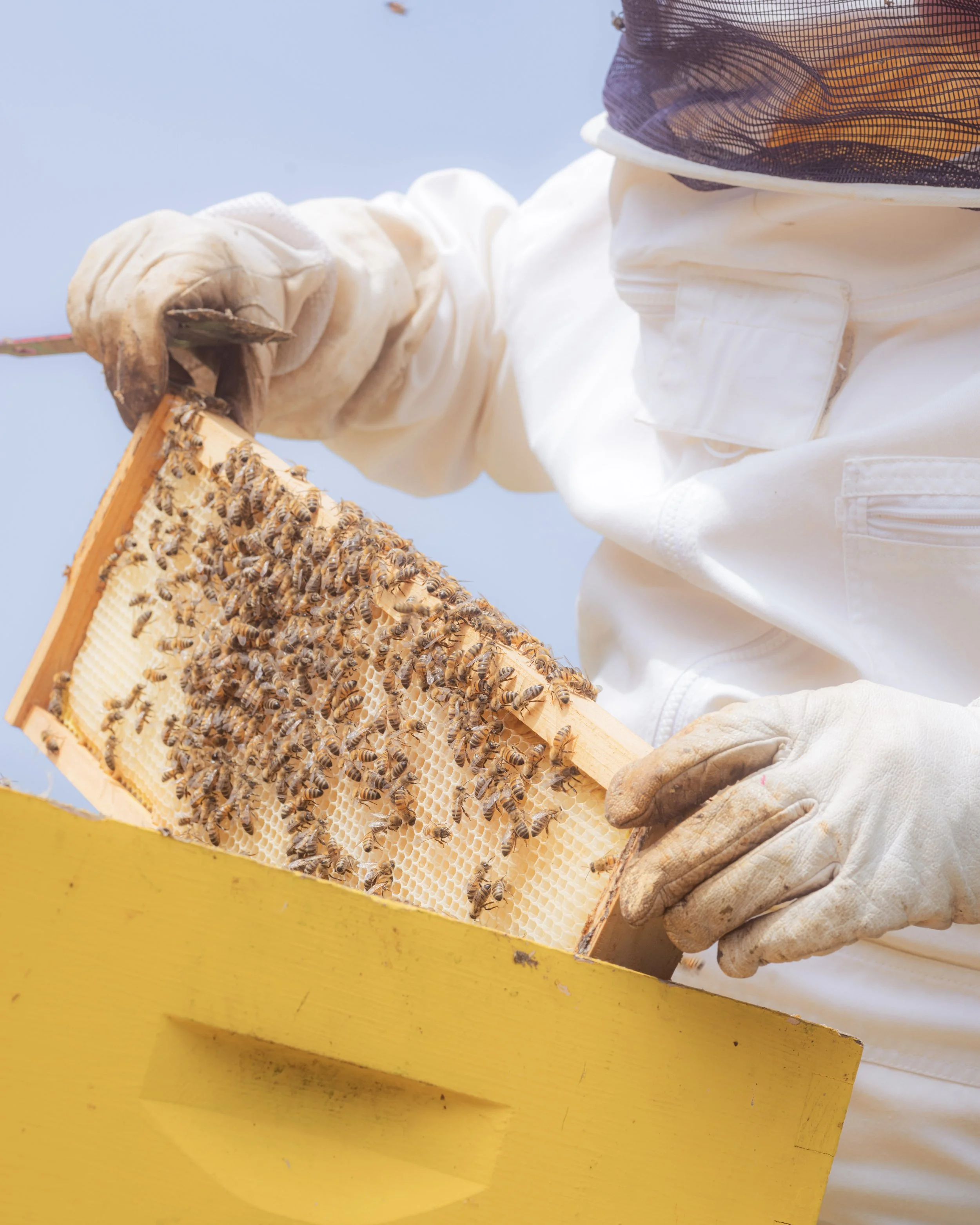 2026-05-BeeKeeping-ANakkash-20.jpg