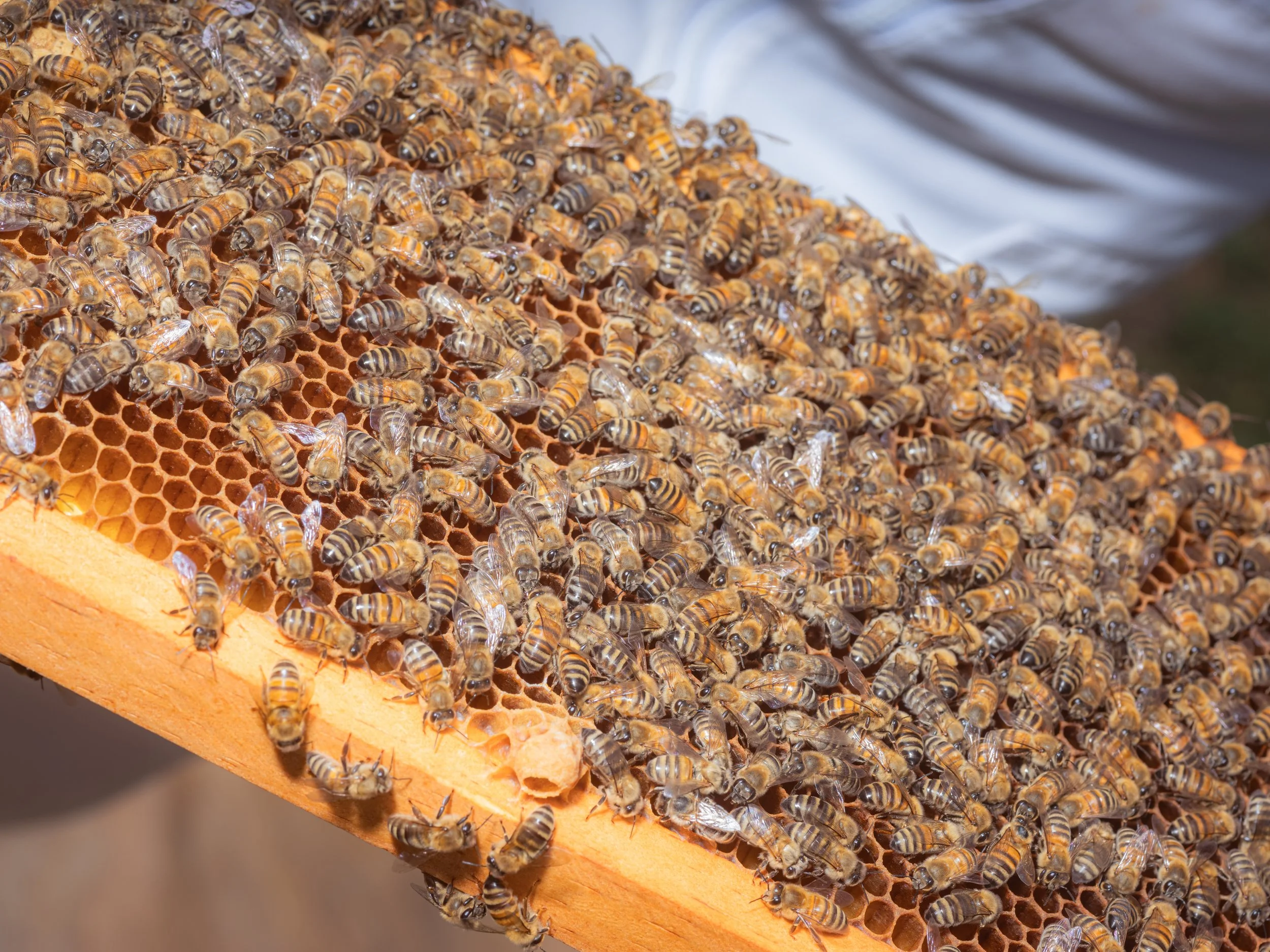 2026-05-BeeKeeping-ANakkash-14.JPG