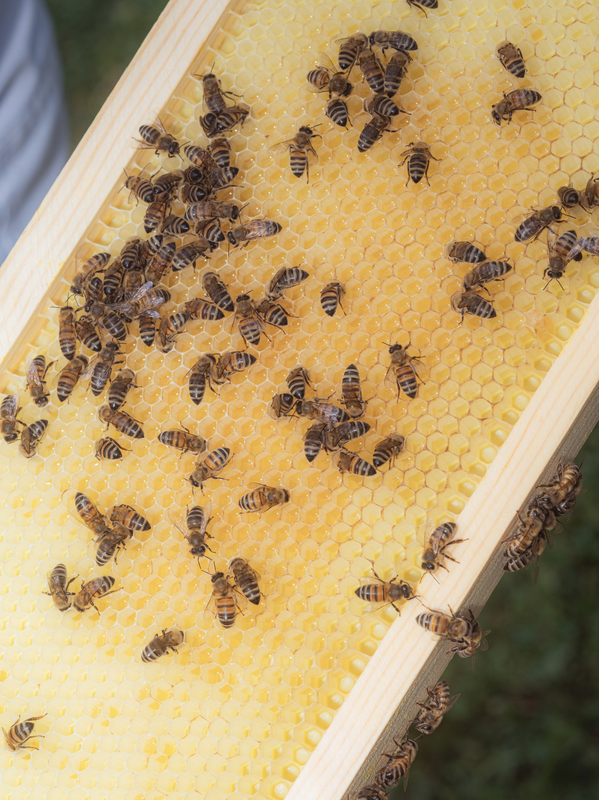 2026-05-BeeKeeping-ANakkash-7.jpg