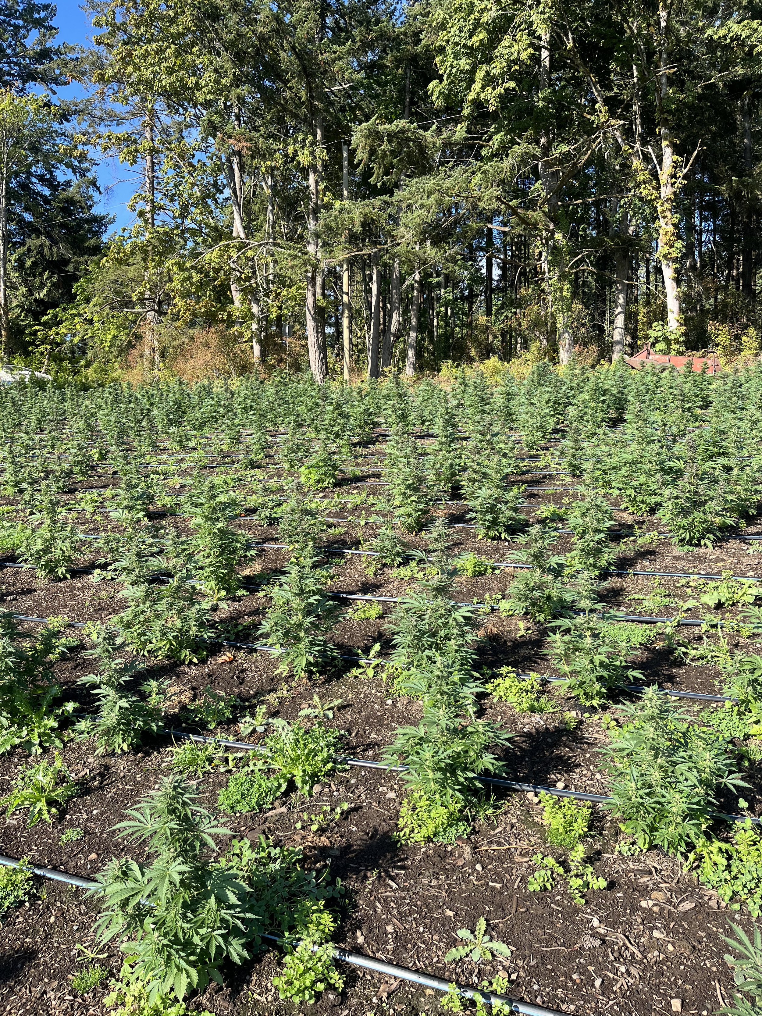 Victoria hemp field 