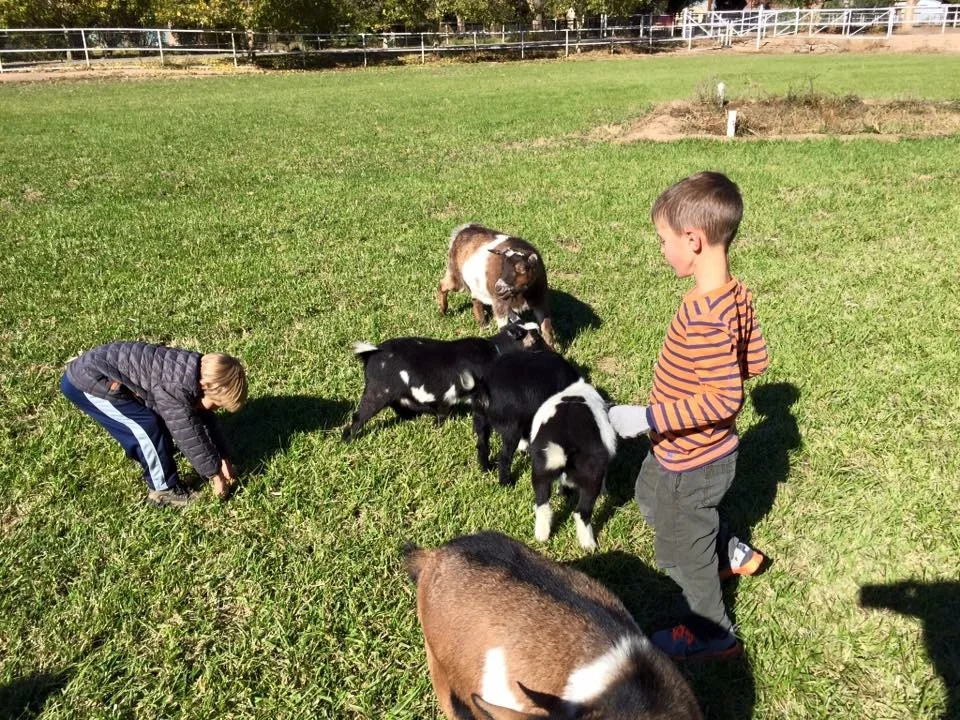 Galloping Grace Youth Ranch - Pumpkin Patch Prep