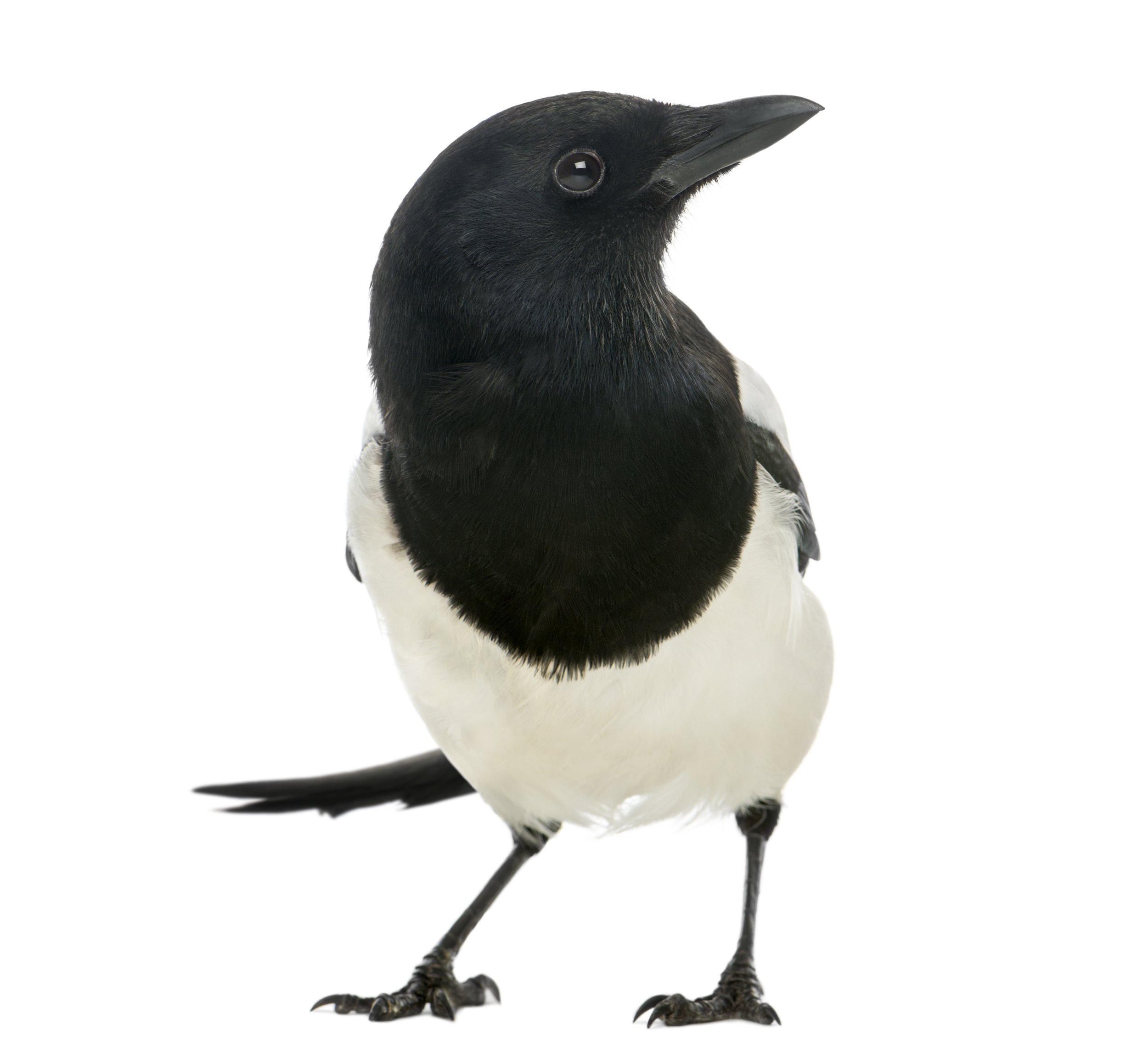 Why do you have a magpie as your mascot?